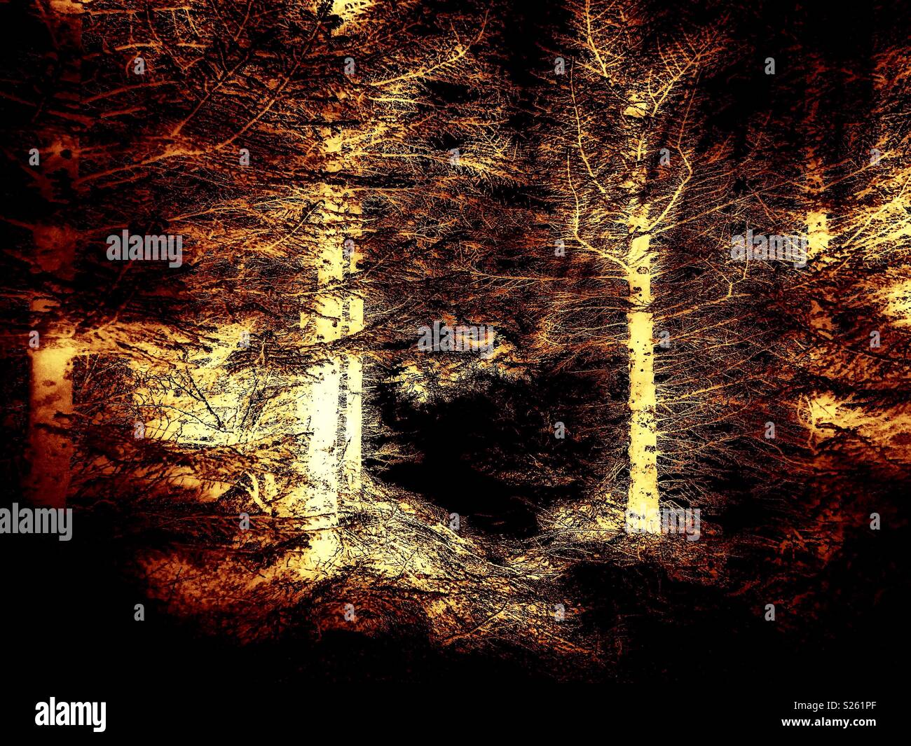 Arbres lumineux Banque D'Images