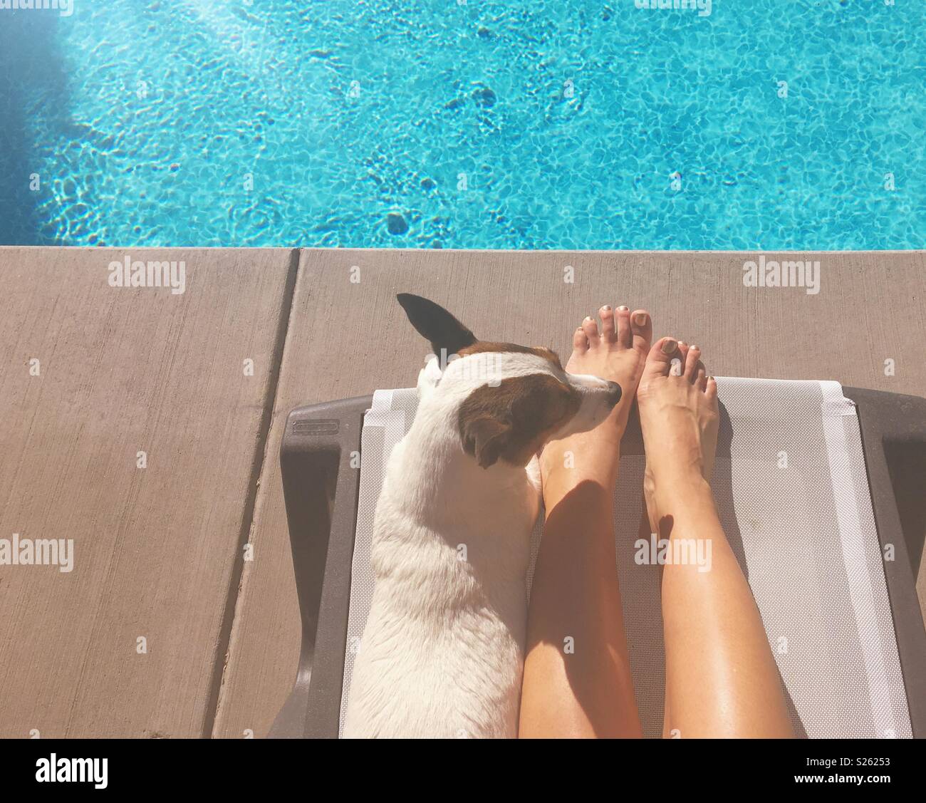 Chien de détente près de la piscine les pieds de la femme lors d'une journée ensoleillée. - Image de stock capturée avec un smartphone