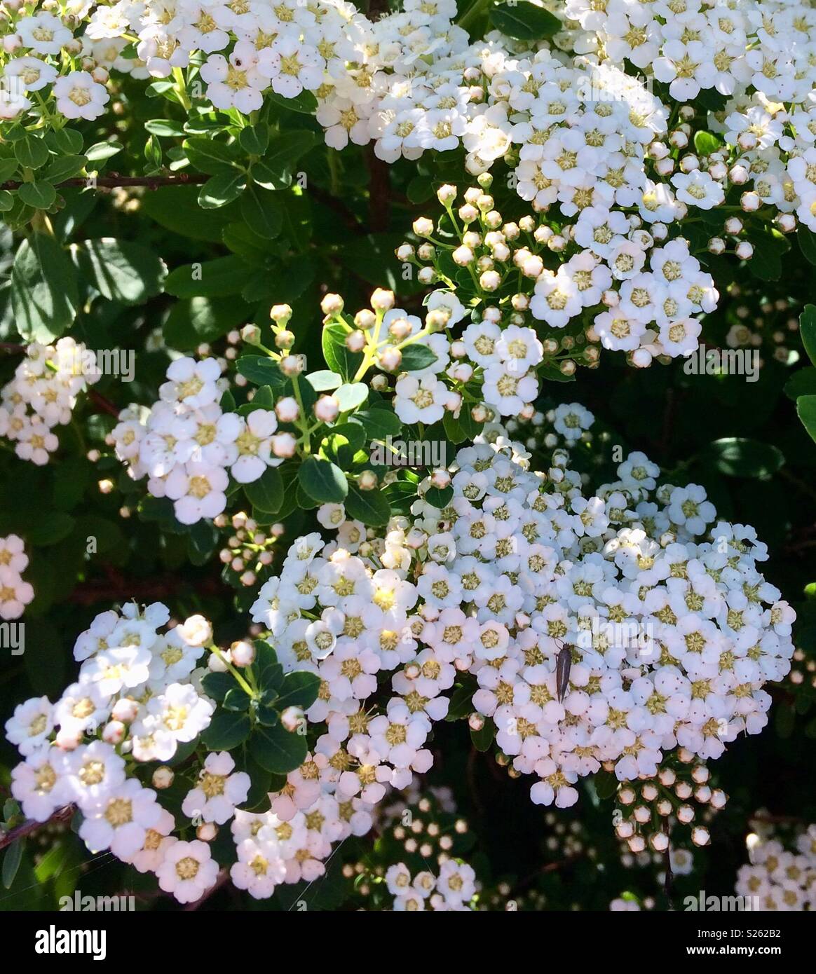 De petites grappes de fleurs jaune et blanc Banque D'Images