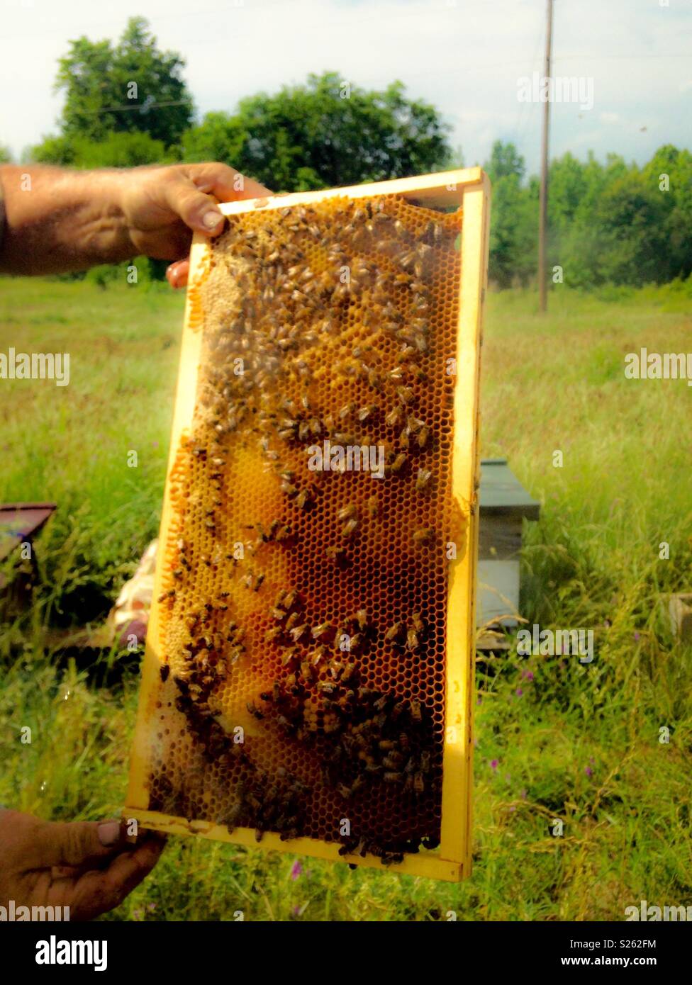 Photo de l'été rêve d'abeilles et de miel sur le châssis a tenu par la main de l'homme dans la prairie de la ferme - Image de stock capturée avec un smartphone