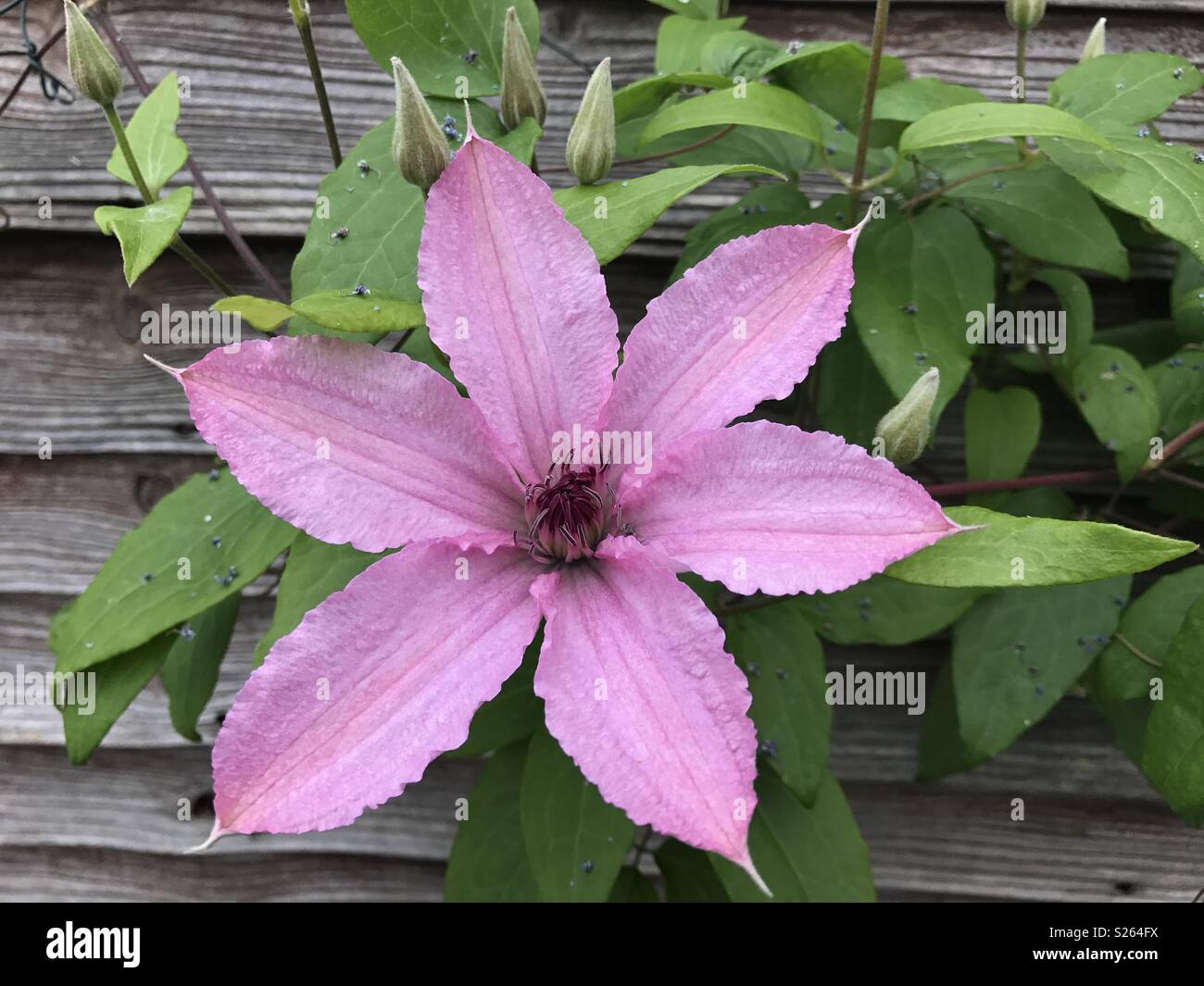 Floraison rose clematis 'Vyvyan pennell' Bloom & reservoir Banque D'Images