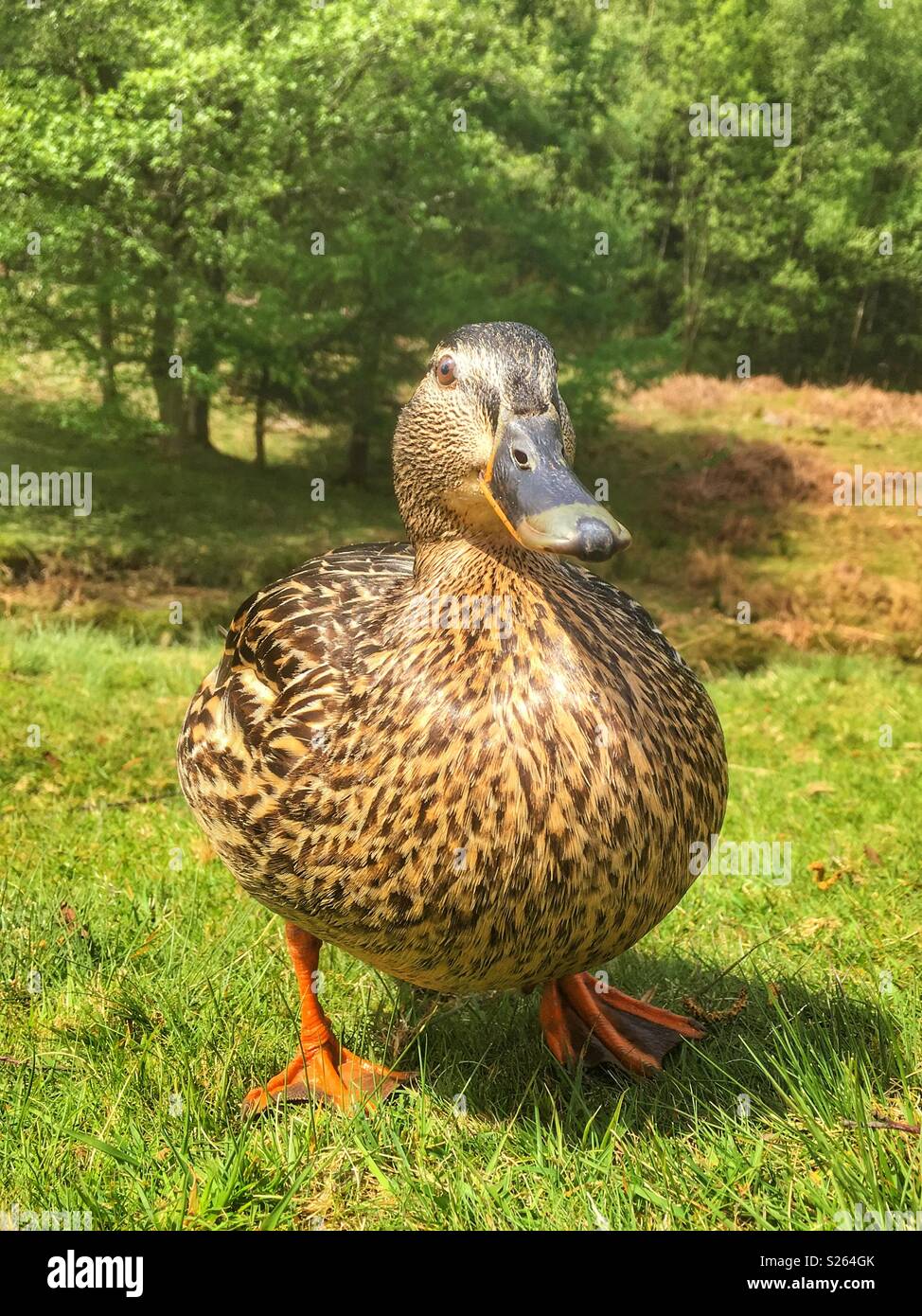 Canard colvert femelle marche sur un grass river bank - Image de stock capturée avec un smartphone Canard colvert femelle marche sur un grass river bank - Image de stock capturée avec un smartphone