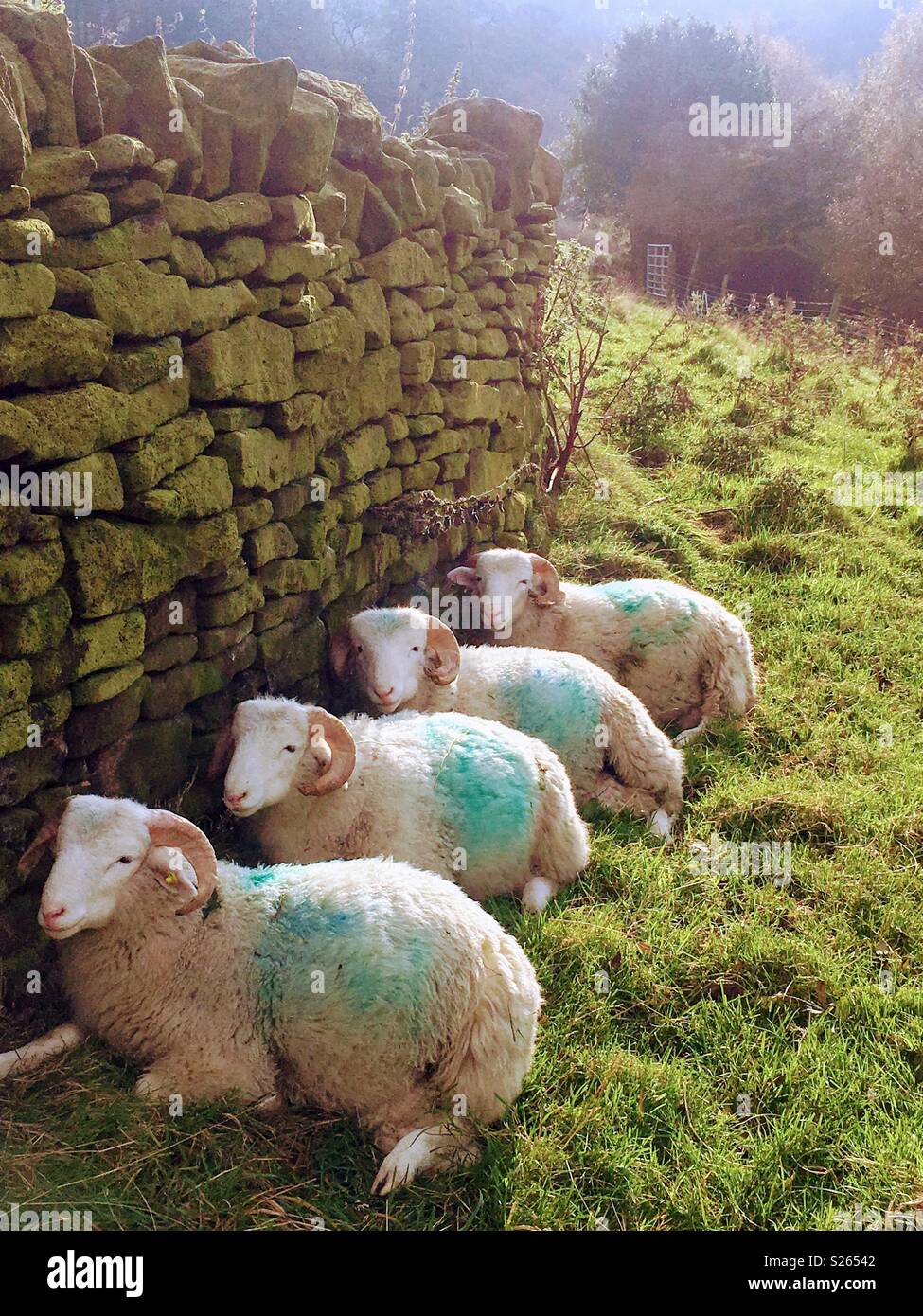 Whitefaced ram forestiers agneaux dans le Yorkshire sunshine Banque D'Images