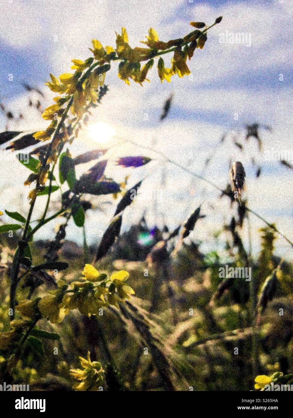 Photo granuleuse du mélilot commune contre ciel d'été en Caroline du Nord Banque D'Images