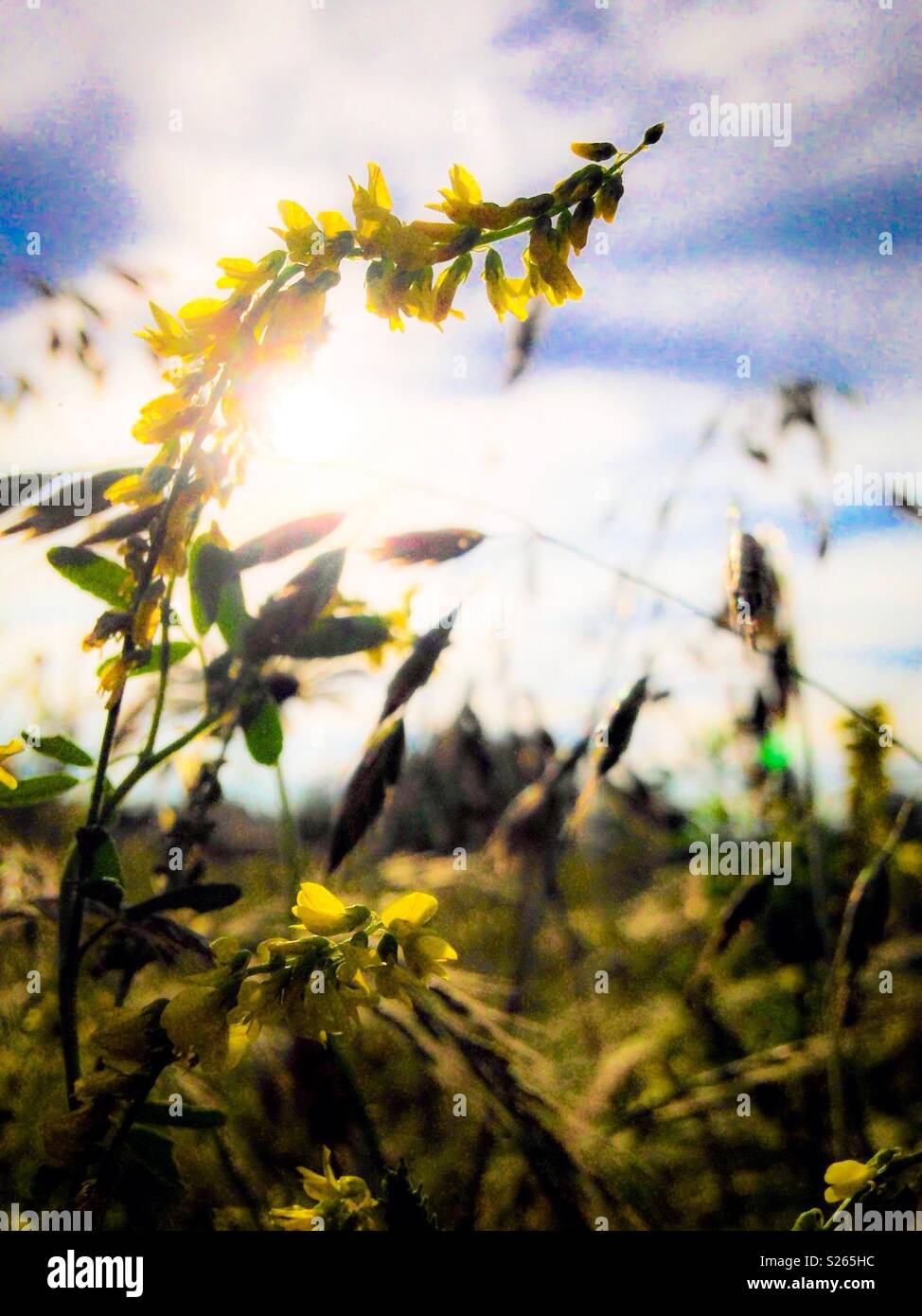 Mélilot jaune planté sur la ferme de la Caroline du Nord pour les abeilles - Image de stock capturée avec un smartphone