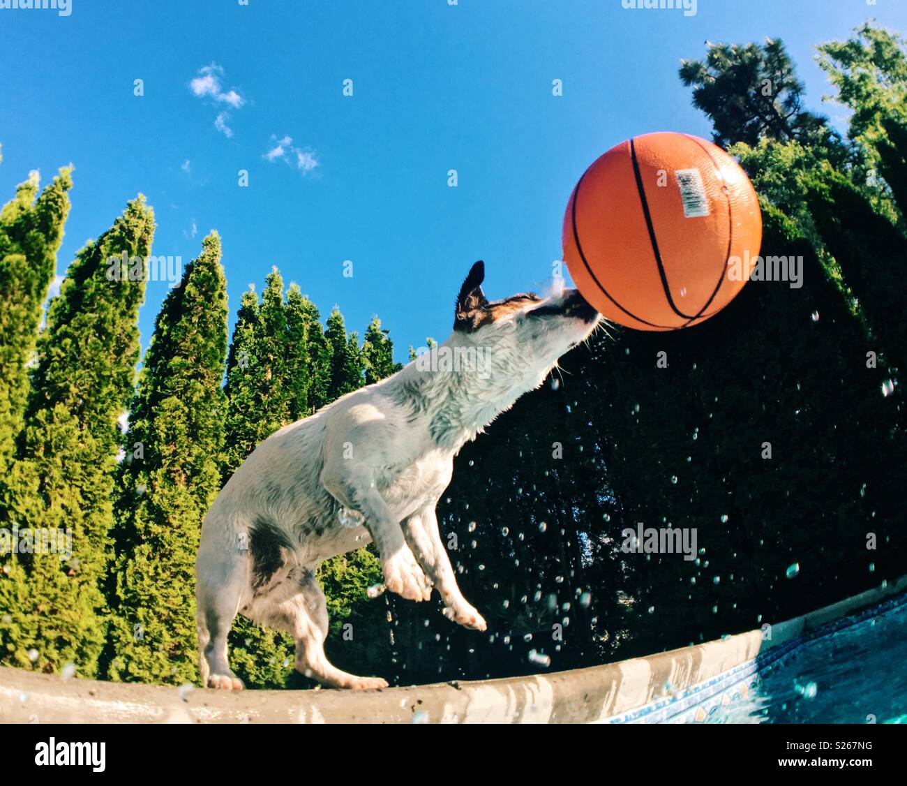 Jack Russell Terrier chien jouant avec un ballon de basket-ball de la piscine sur une chaude journée ensoleillée. Prix pour copie. Banque D'Images