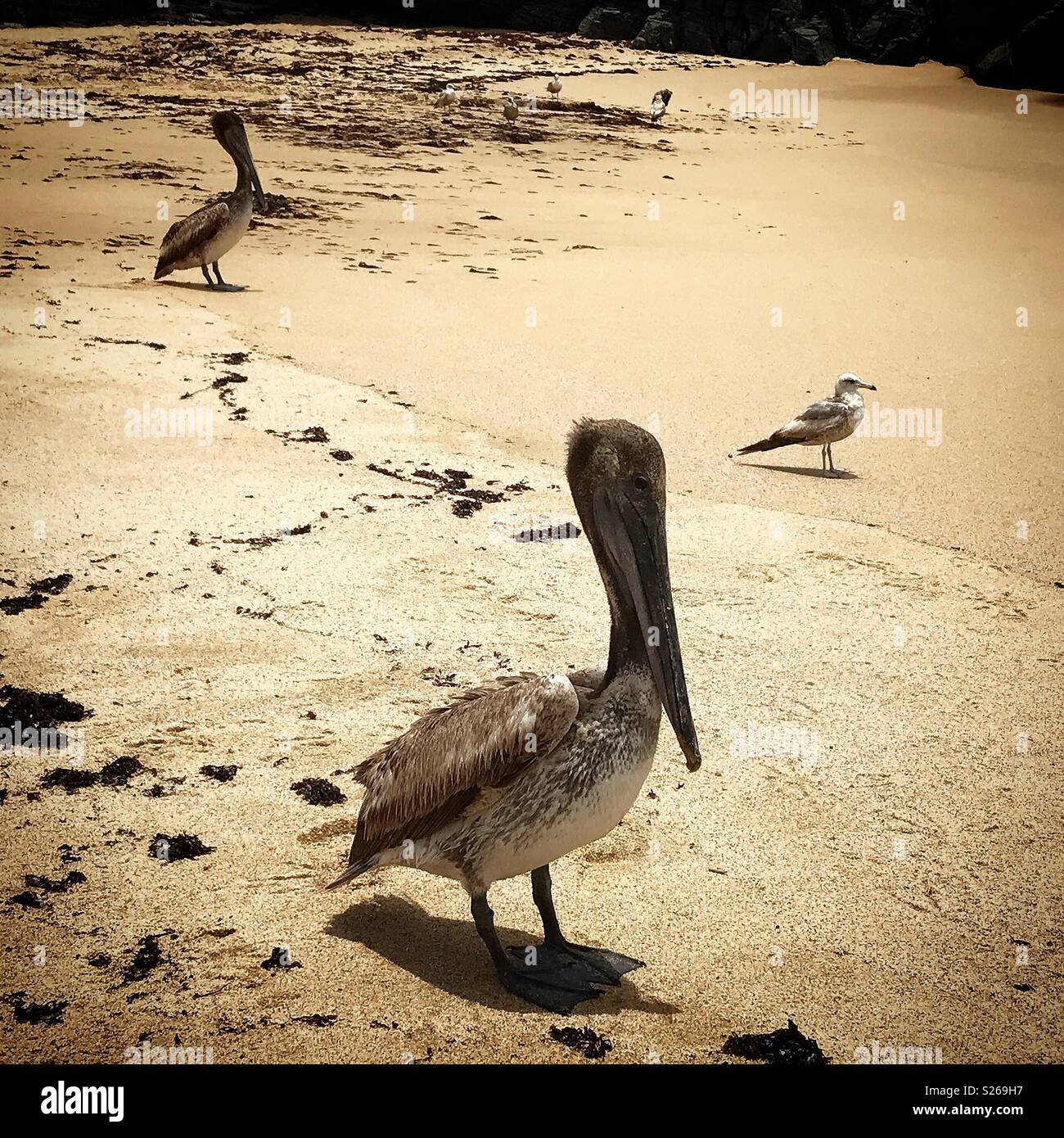 Les pélicans attendre pour les pêcheurs dans une plage à Todos Santos, Baja California, Mexique - Image de stock capturée avec un smartphone