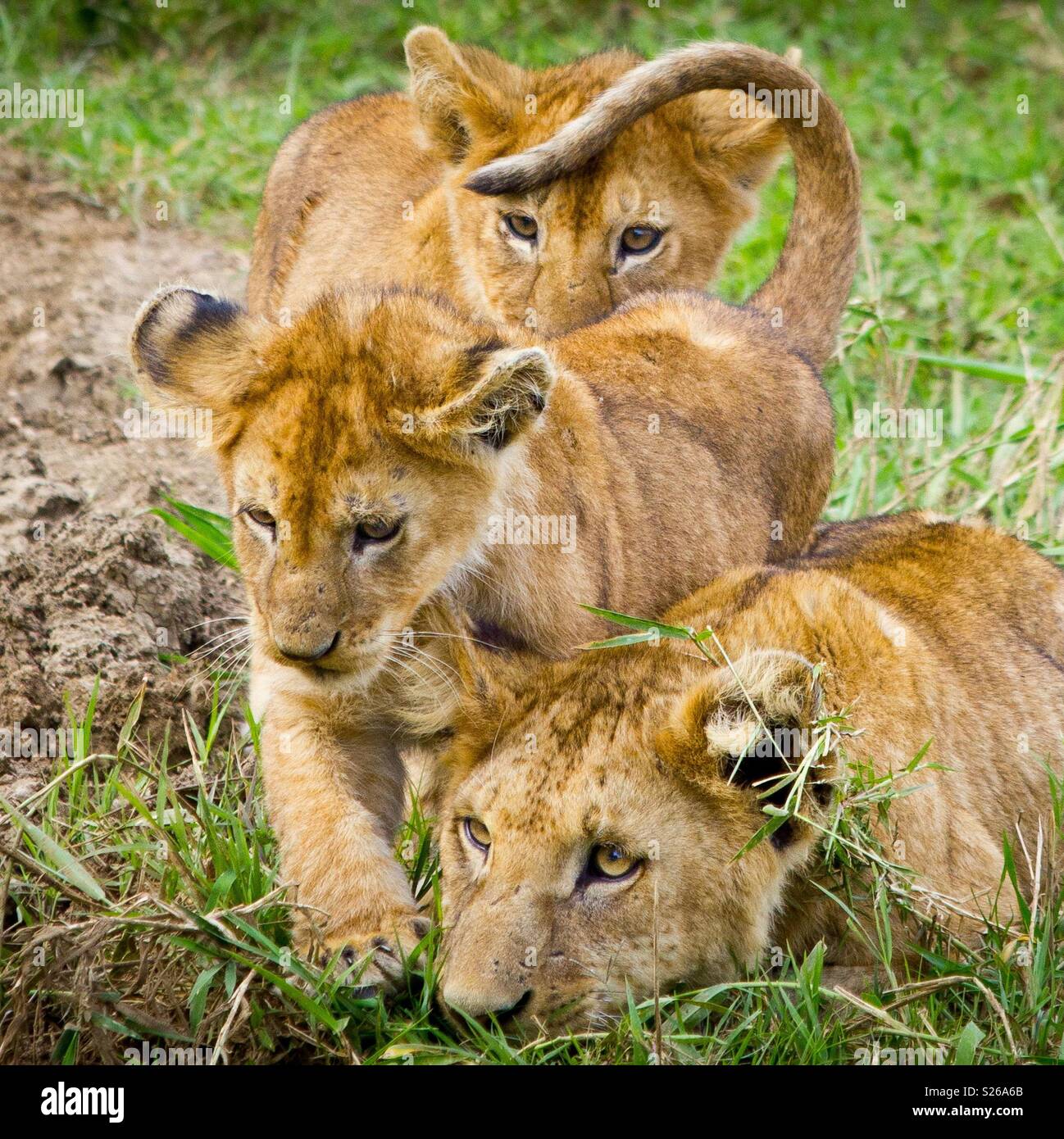 Trois lionceaux sauvages mignon in Serengeti National Park, Tanzania, Africa Banque D'Images