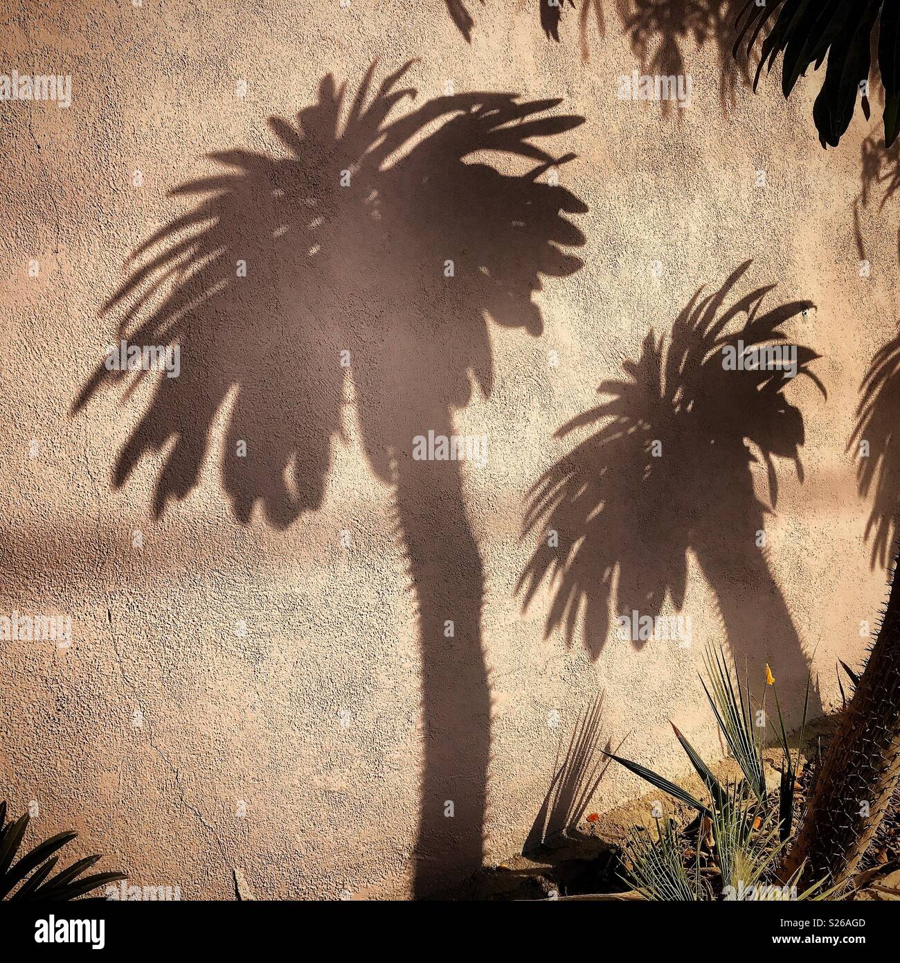 Ombre de palmiers exprimés dans un mur à Todos Santos, Baja California, Mexique - Image de stock capturée avec un smartphone