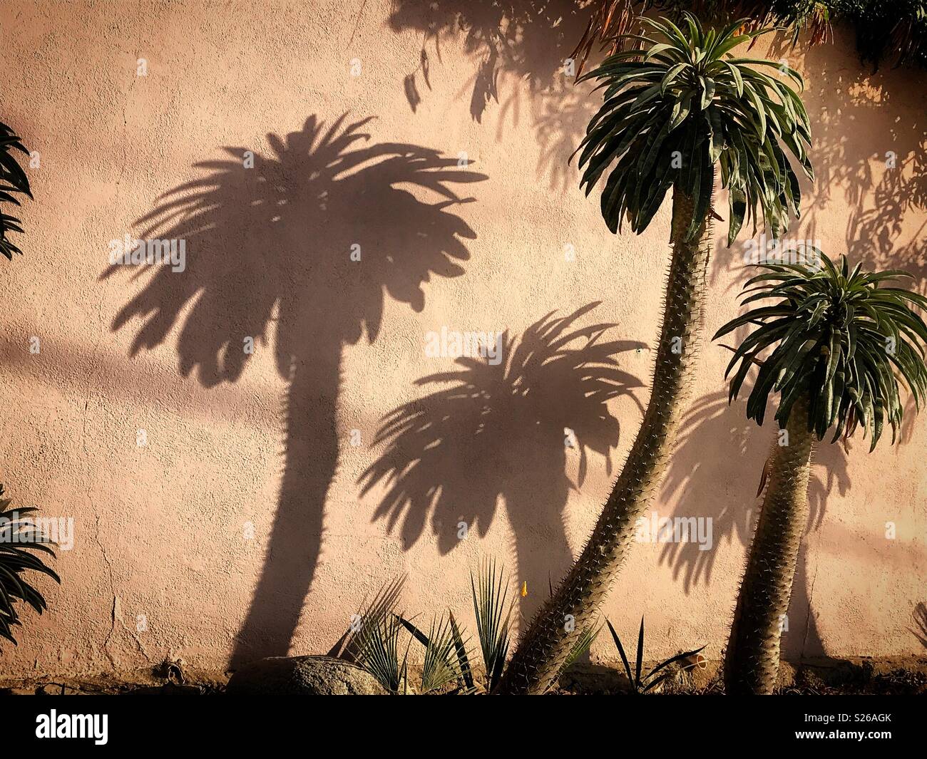 Ombre de palmiers exprimés dans un mur dans une maison à Todos Santos, Baja California, Mexique - Image de stock capturée avec un smartphone