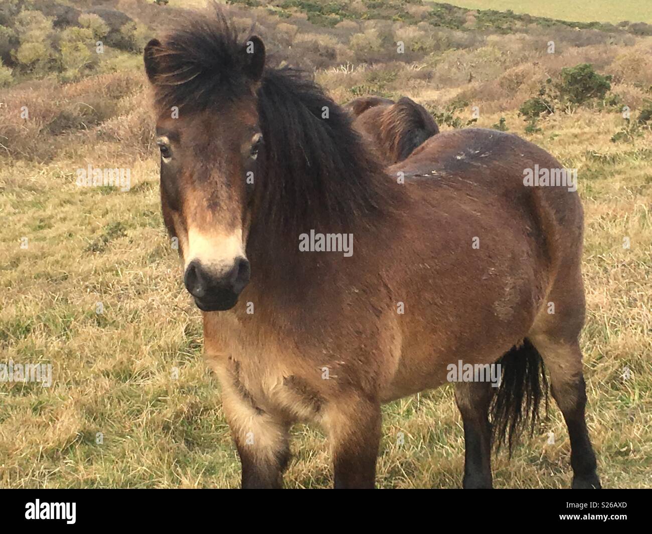 Beau poney sauvage Banque D'Images