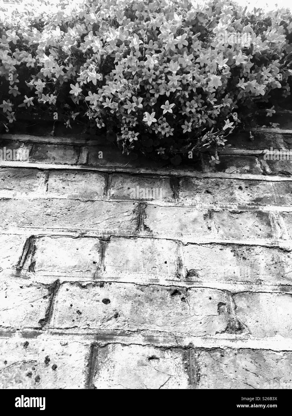 Une fleur de source fraîche terminer pour l'ancien mur de briques Banque D'Images