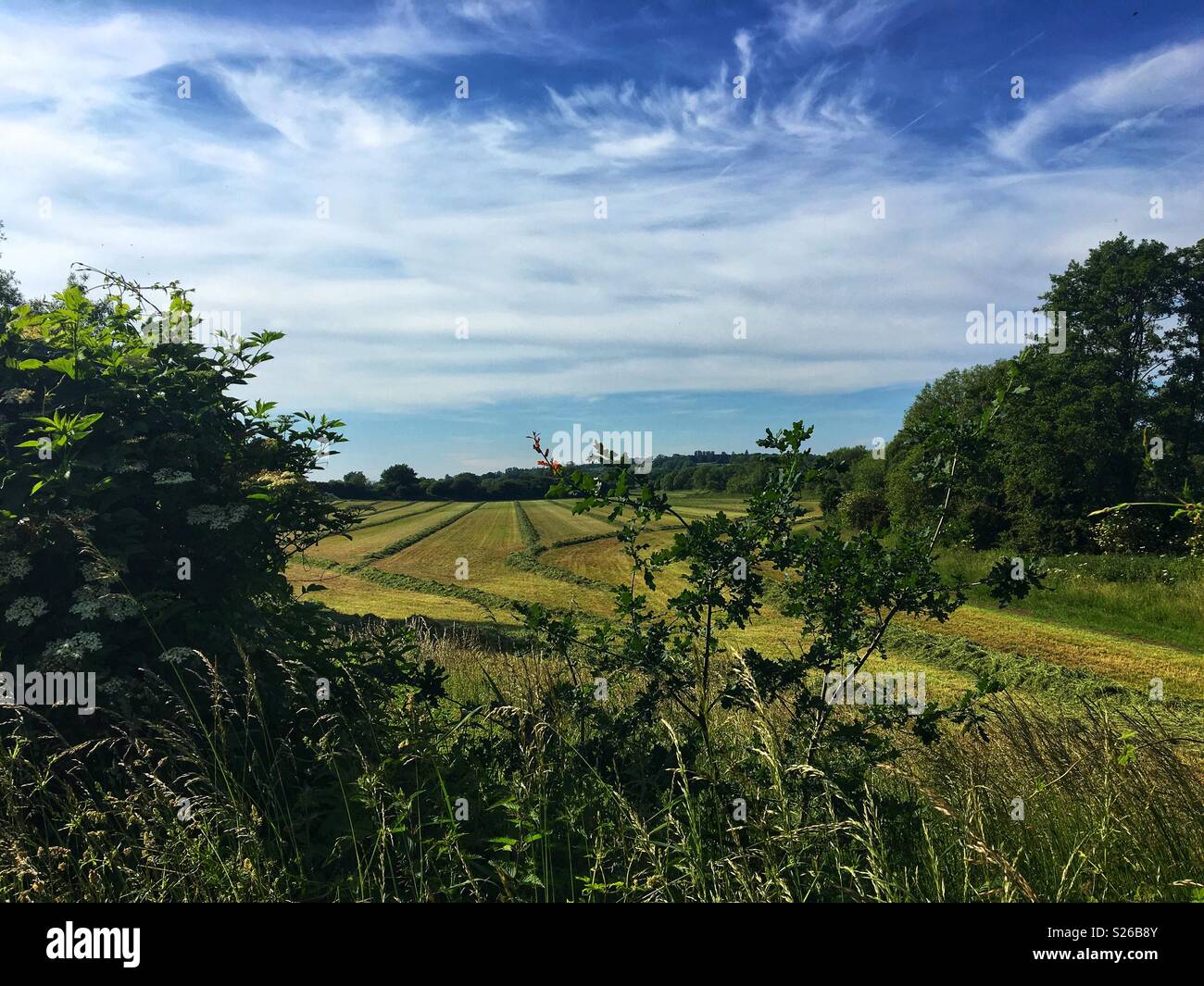 Les champs récoltés dans l'anglais pour l'été. Banque D'Images