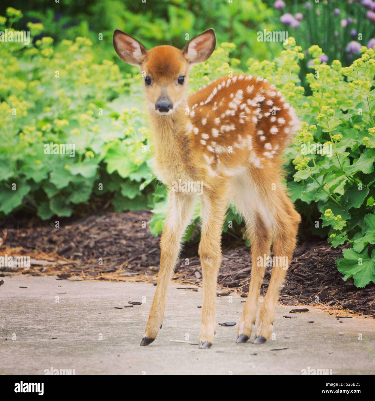 Bebe Chevreuil Comte De Wayne Michigan Photo Stock Alamy Bebe Chevreuil Comte De Wayne Michigan Photo Stock Alamy
