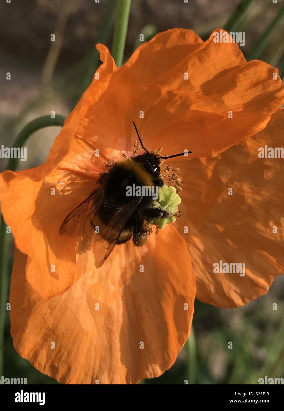 Une abeille la collecte du pollen d'un coquelicot sur un beau jour d'été chaud et ensoleillé Banque D'Images