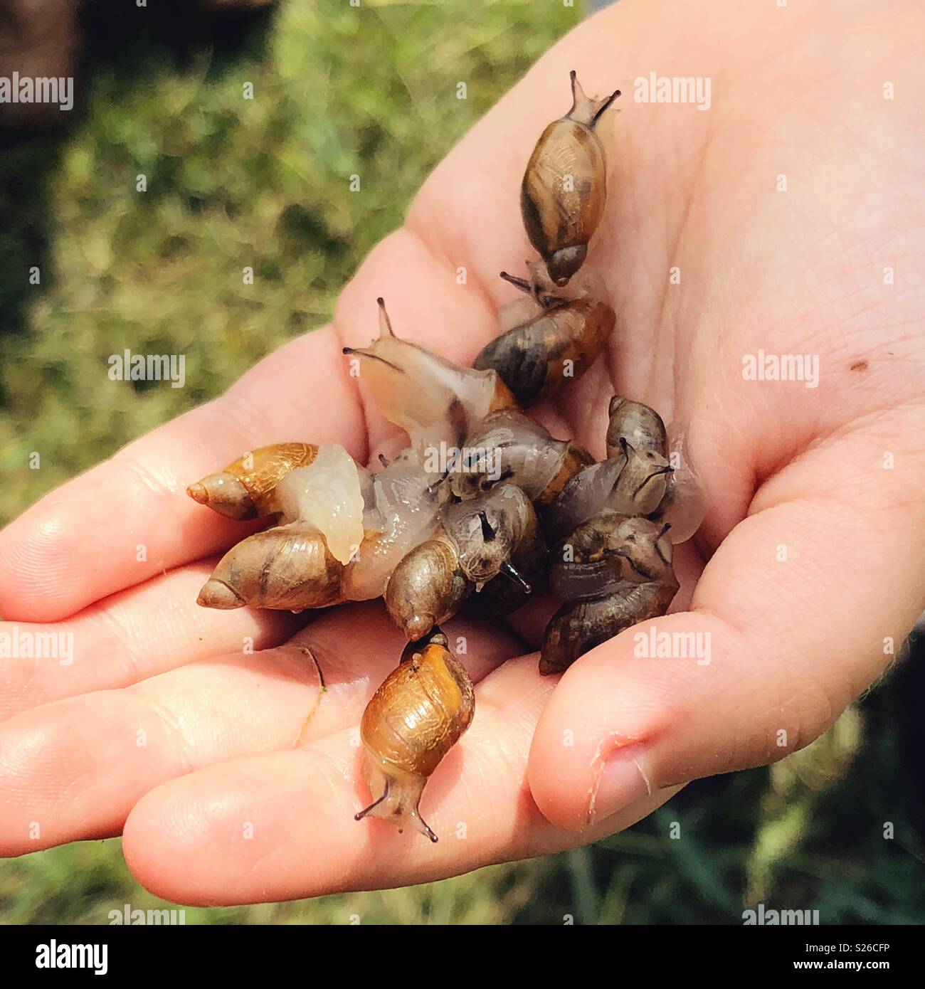 La main de l'enfant tenant une bande d'escargots Orange commun (Succinea putris) Banque D'Images