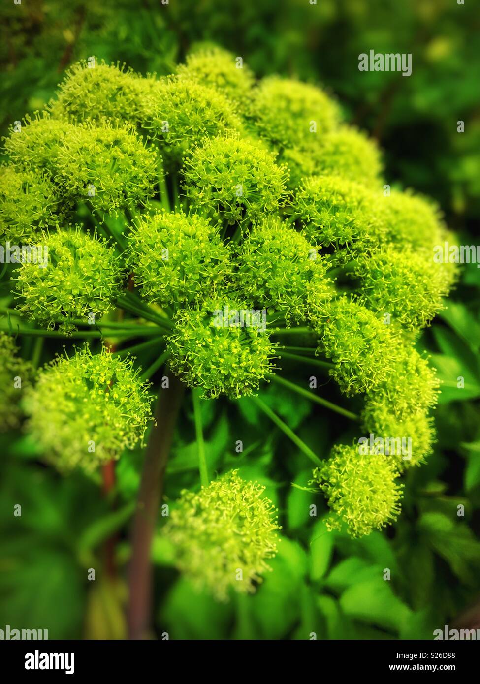 Fleurs Angelica - Image de stock capturée avec un smartphone