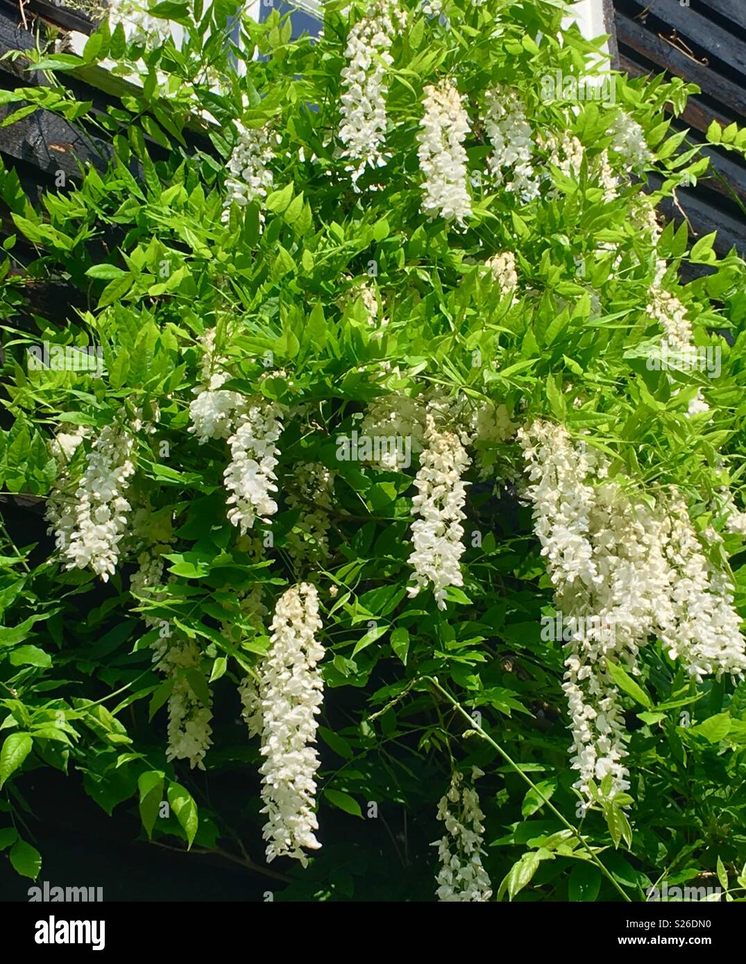 Glycine blanche Banque D'Images