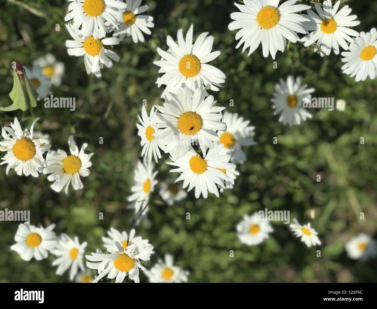 Marguerites sauvages Banque D'Images