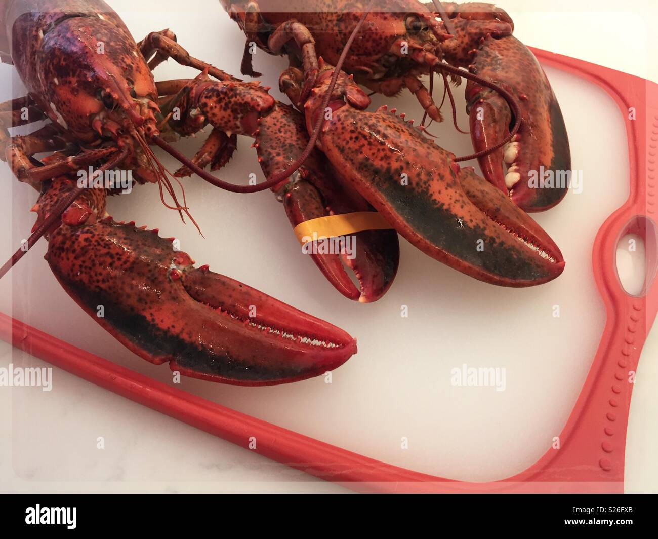 La Nouvelle Angleterre entier cuit deux homards sur une planche à découper, USA - Image de stock capturée avec un smartphone