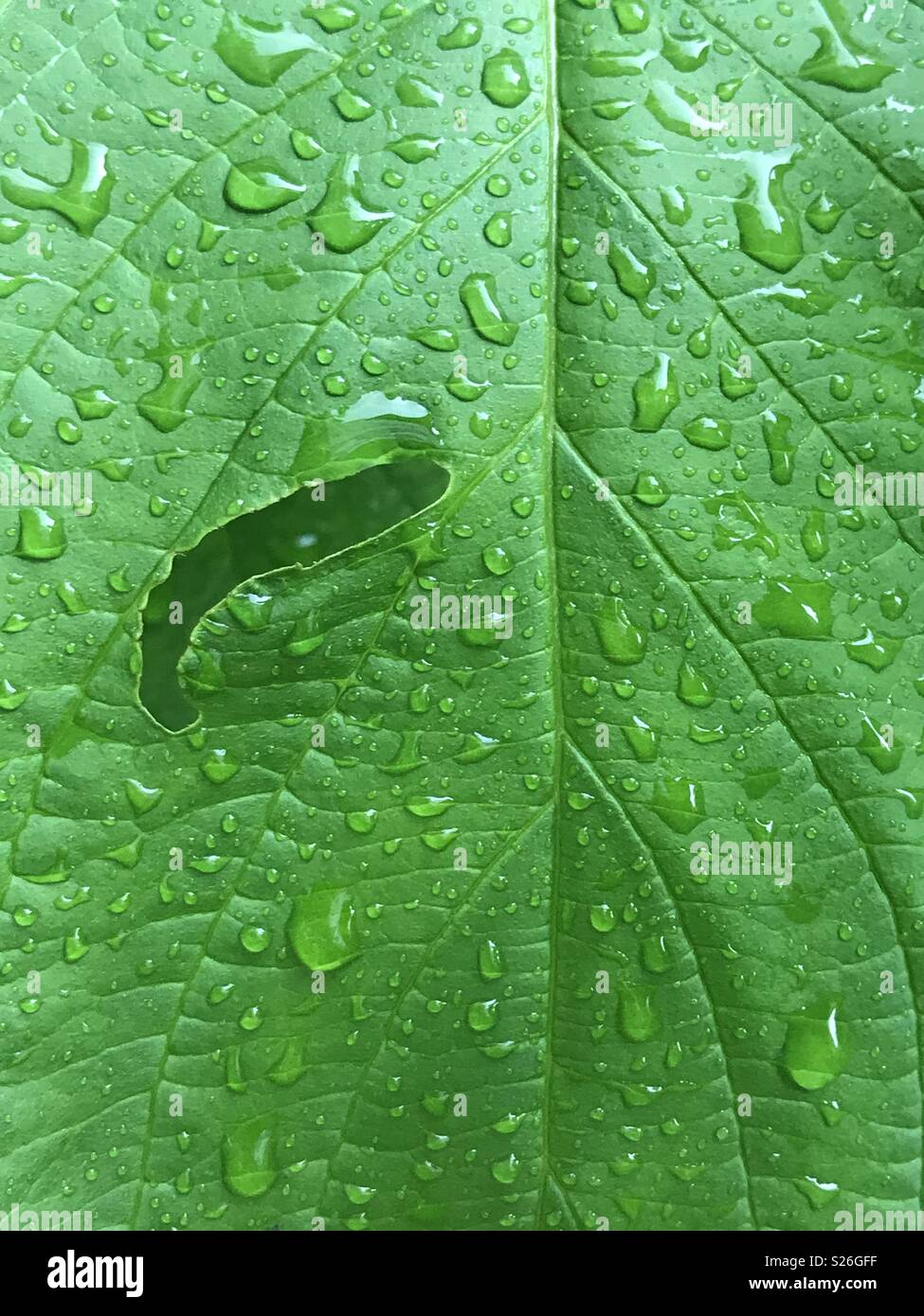 Pested humides feuilles : gouttes d'eau sur une feuille après une pluie. La feuille est en partie rongés des ravageurs - Image de stock capturée avec un smartphone