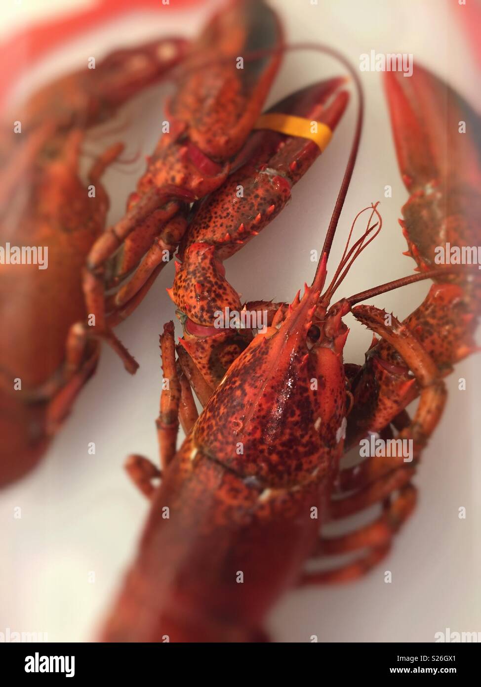 La Nouvelle Angleterre entier cuit deux homards sur une planche à découper, USA - Image de stock capturée avec un smartphone