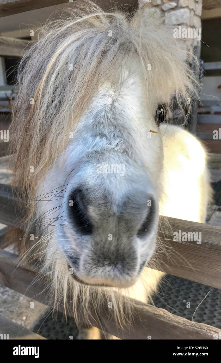 Falabella cheval miniature, plein augmenté à 28 pouces, espérant une carotte Banque D'Images