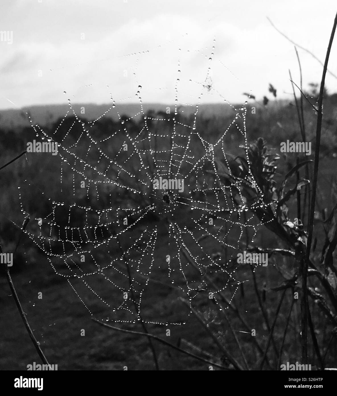 Spiders web avec la rosée du matin Banque D'Images