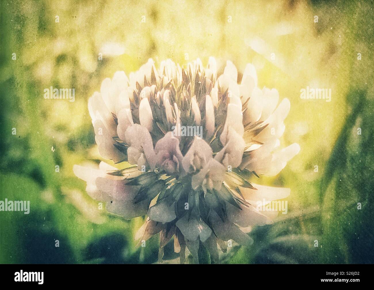 Vue latérale du gros plan de fleurs de trèfle blanc avec rétroéclairage au coucher du soleil - Image de stock capturée avec un smartphone