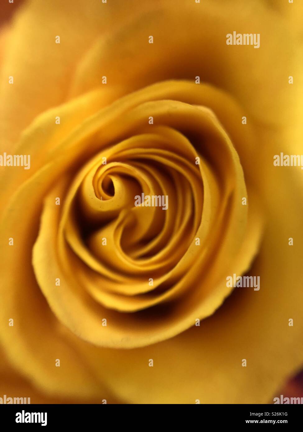 Close up of yellow rose Banque D'Images