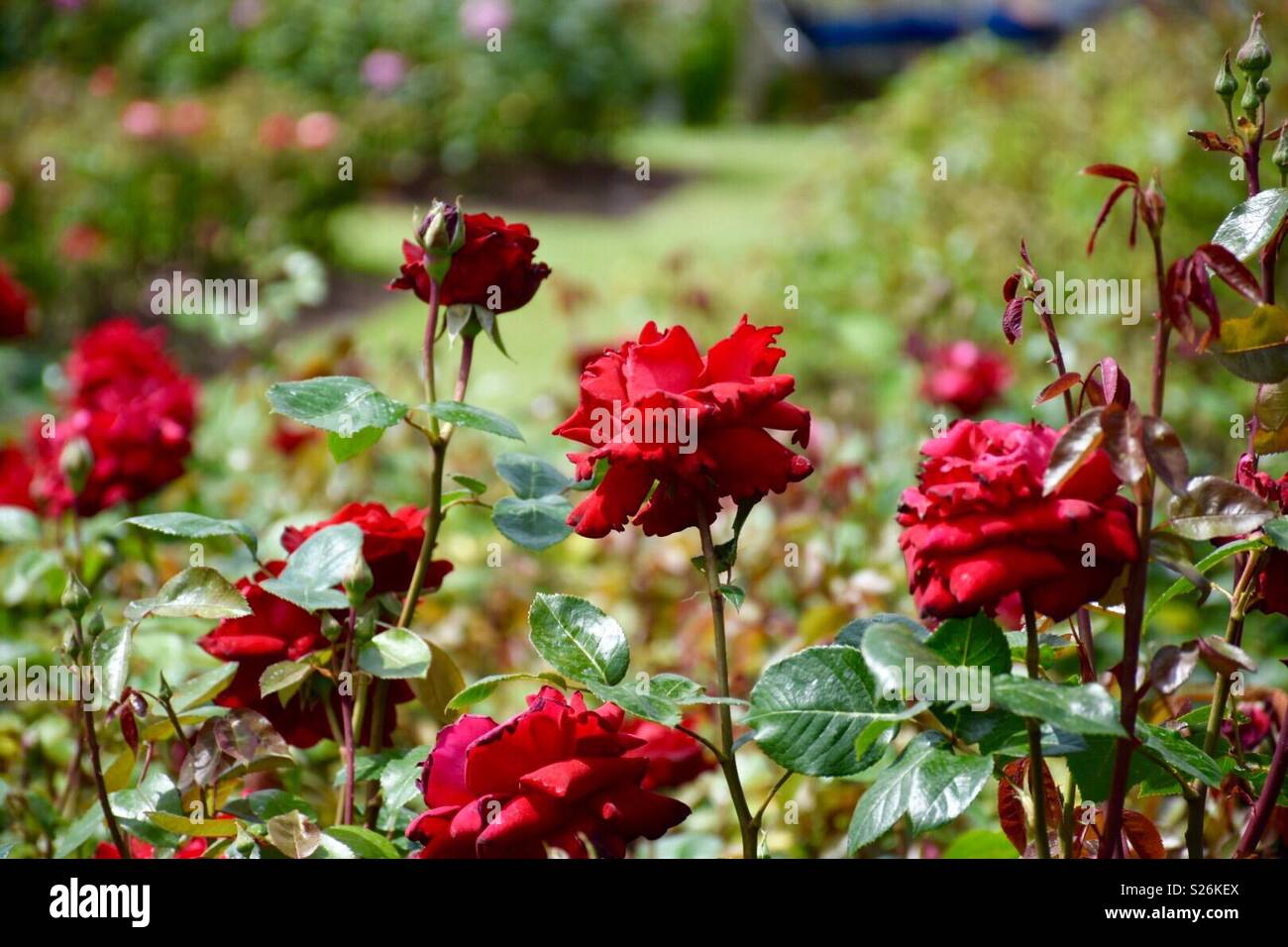 Belles fleurs rouges dans Regent's Park, Londres. Banque D'Images