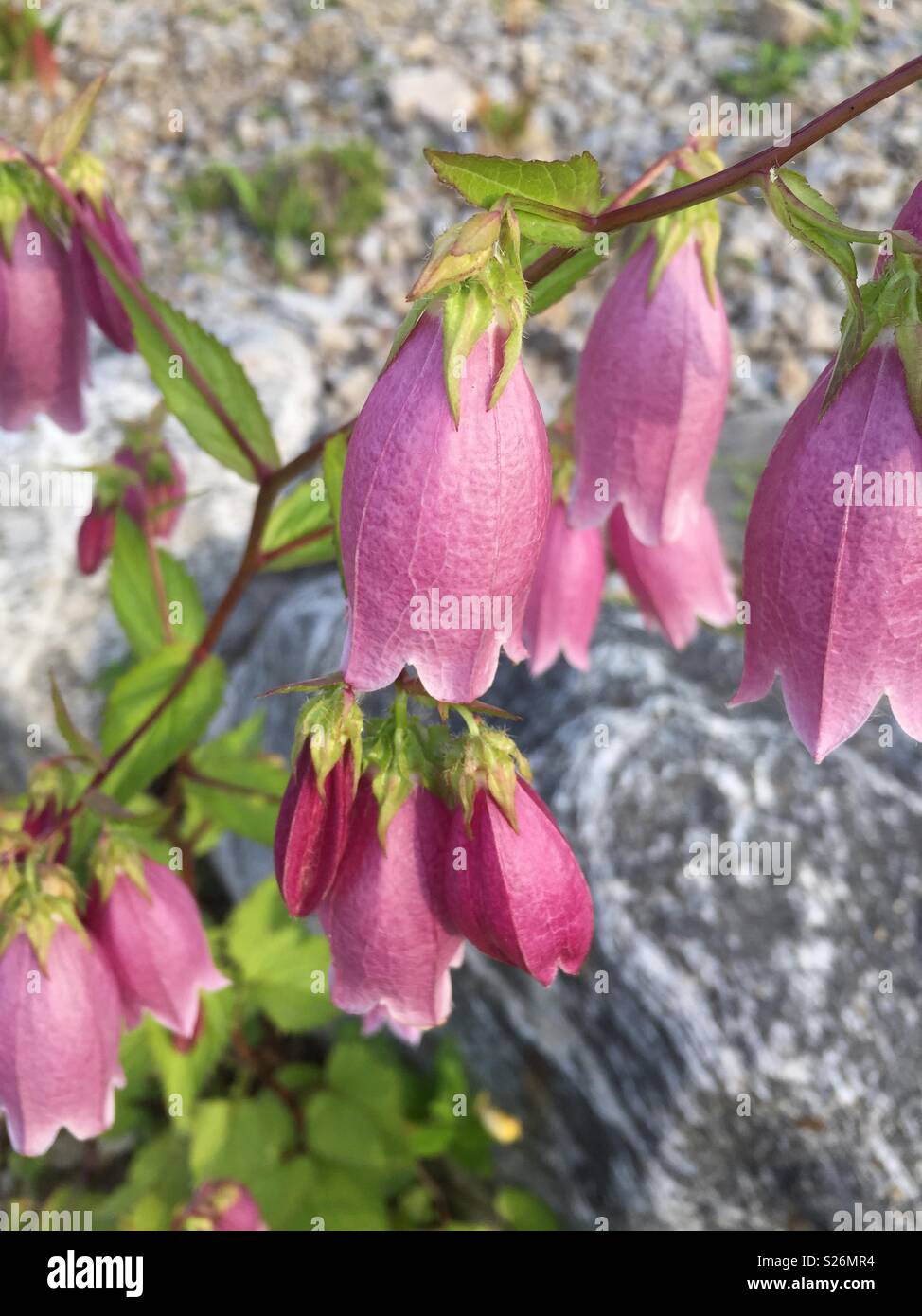 Campanules blooming extérieurs Banque D'Images