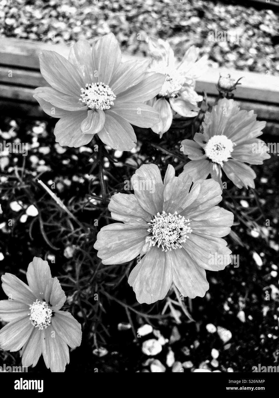 Fleurs de Marguerite Banque D'Images