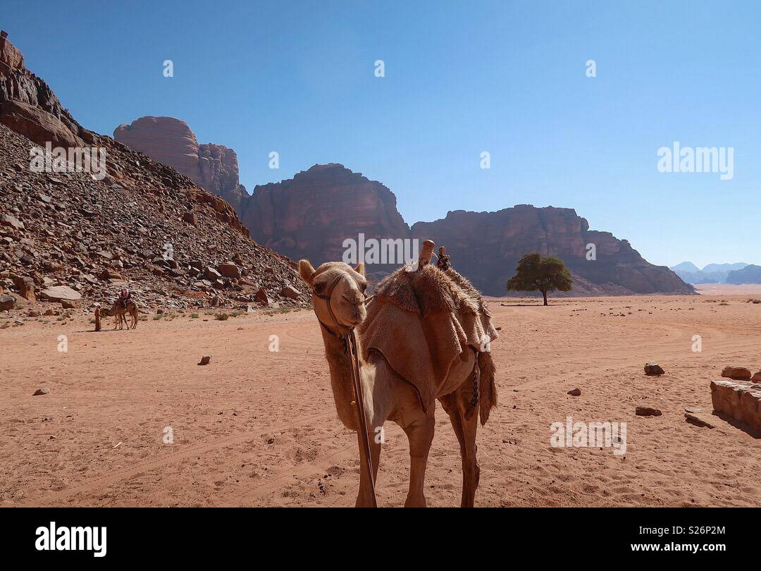 Chameau dans le désert Banque D'Images