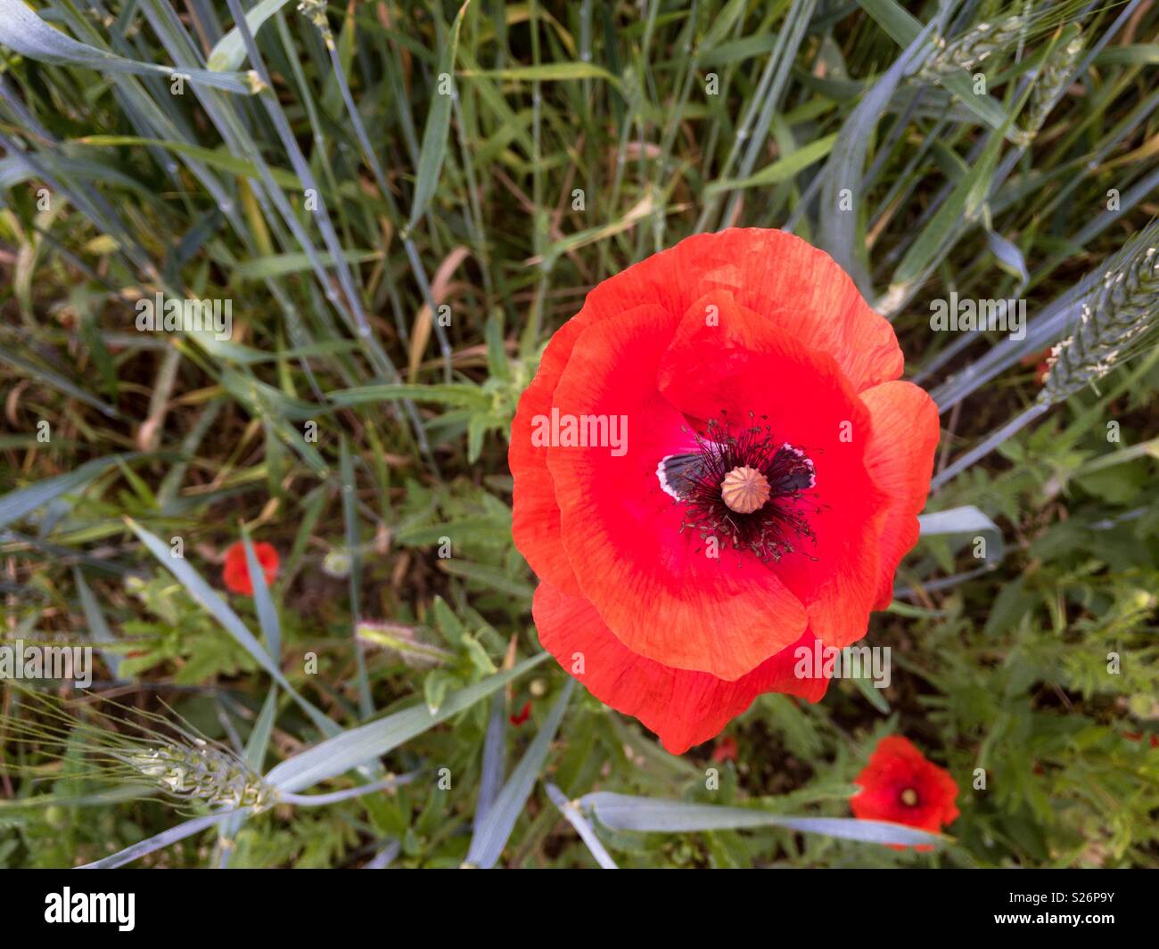 Un beau rouge coquelicots dans un champ, l'Ukraine - Image de stock capturée avec un smartphone