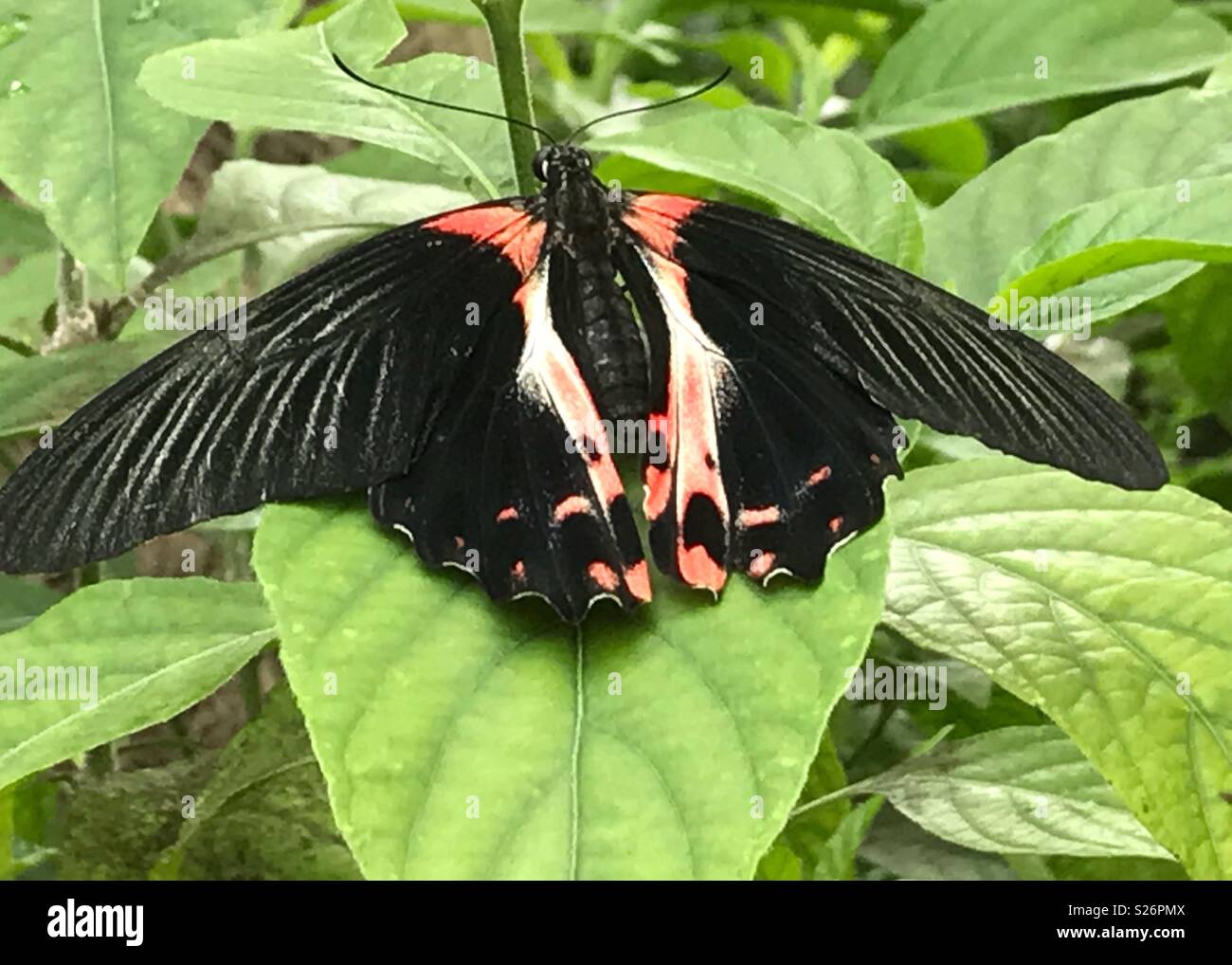 Big Black butterfly Banque D'Images