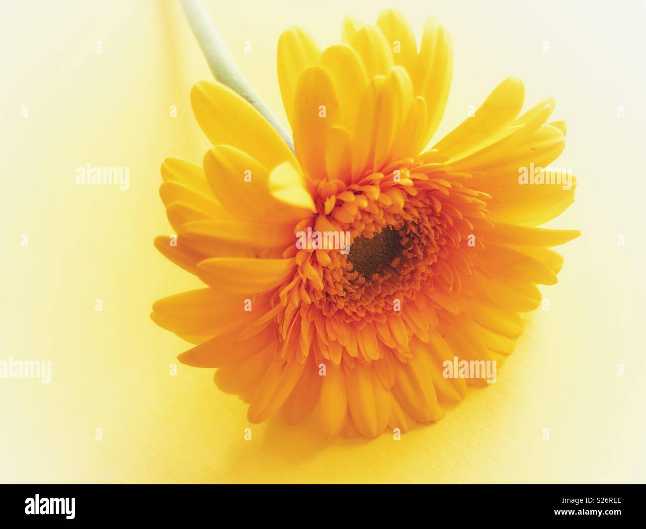 Marguerite gerbera jaune sur fond jaune - Image de stock capturée avec un smartphone Marguerite gerbera jaune sur fond jaune - Image de stock capturée avec un smartphone