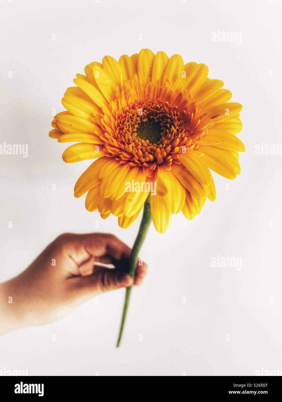 Femme tenant un seul, jaune, gerbera daisy dans sa main, contre un fond uni, close-up - Image de stock capturée avec un smartphone Femme tenant un seul, jaune, gerbera daisy dans sa main, contre un fond uni, close-up - Image de stock capturée avec un smartphone