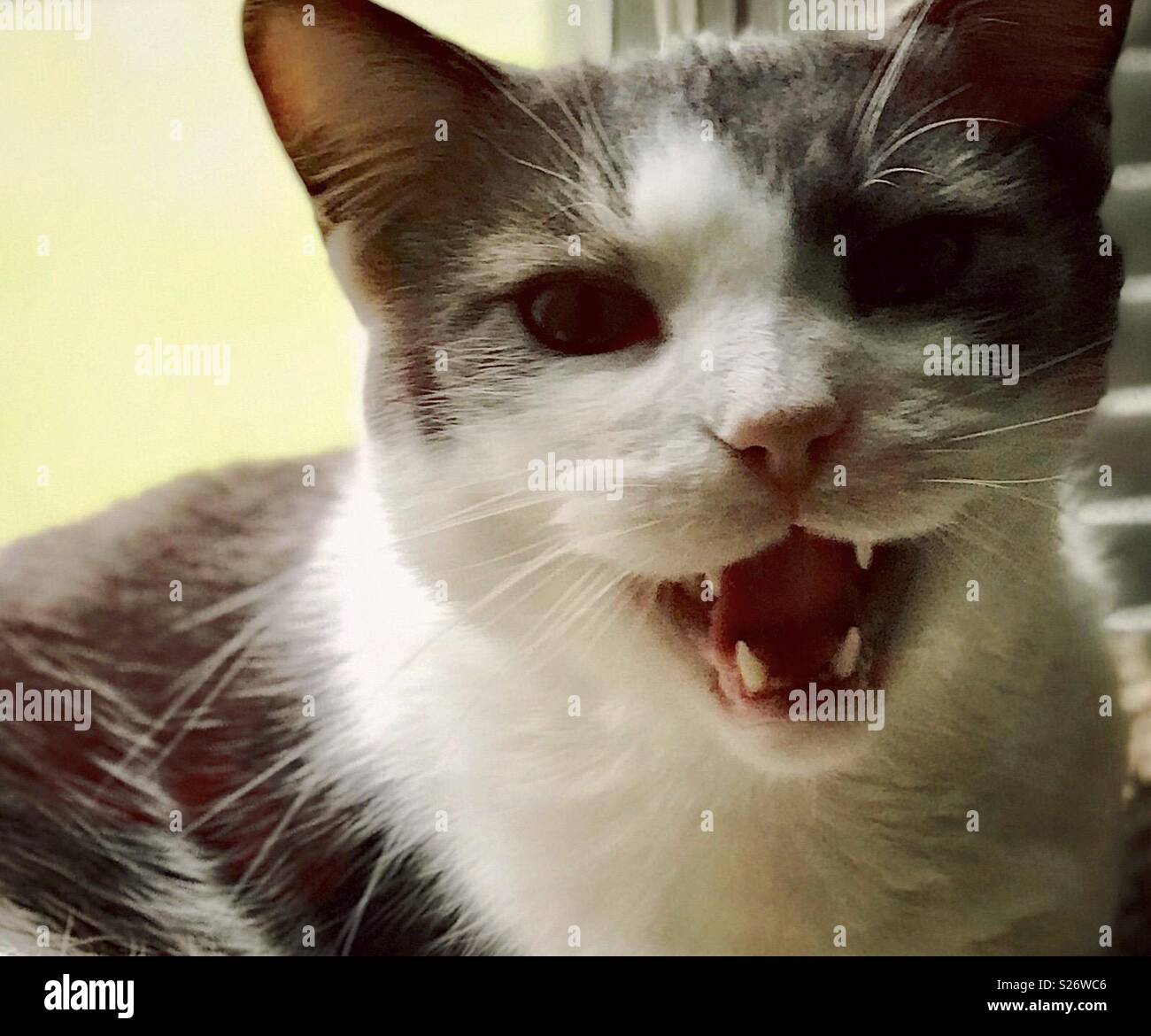 Beau chat tigré Tuxedo shorthair domestique parlant à son aide-soignant Banque D'Images