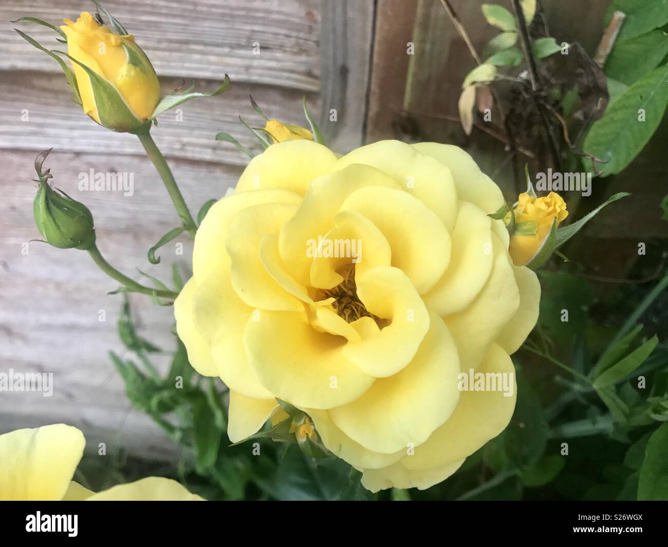 Floraison jaune rosier avec reservoir Banque D'Images