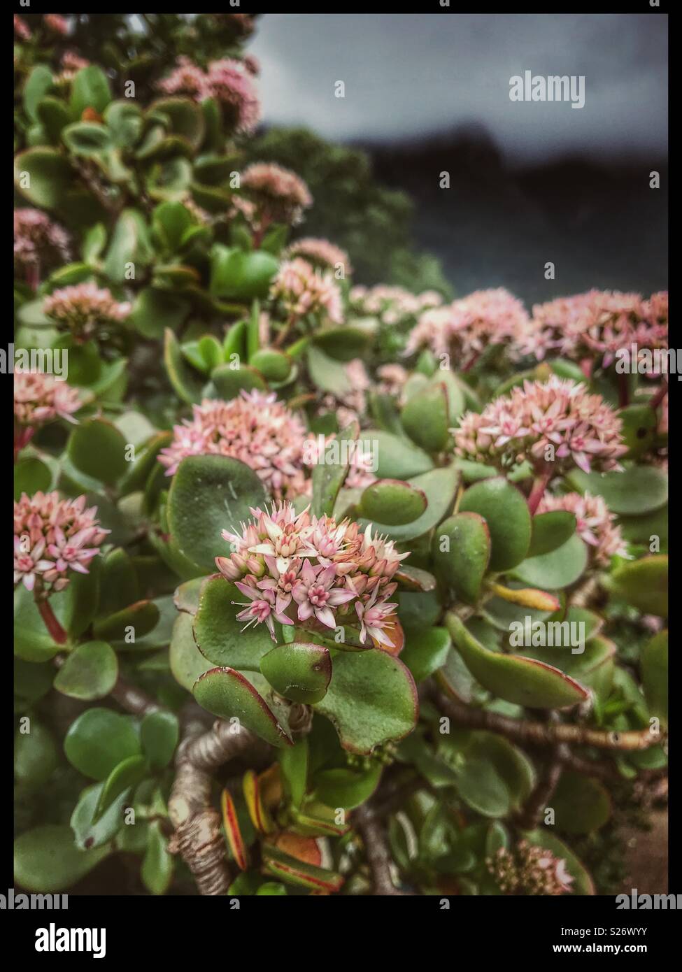Fleurs Rose Pâle De La Crassula Ovataaussi Connu Comme
