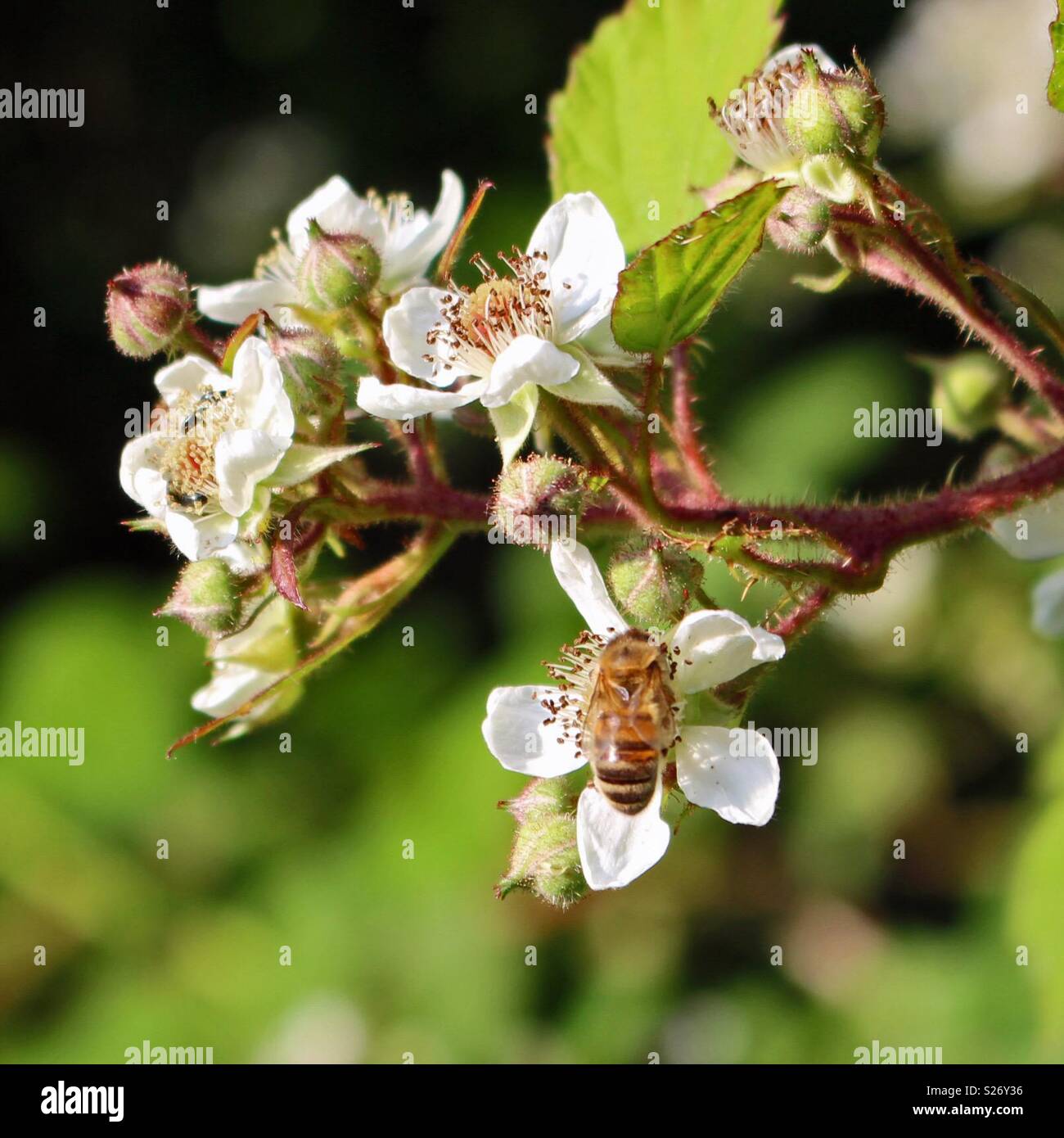 En prenant de l'abeille le nectar des fleurs d'un buisson Banque D'Images