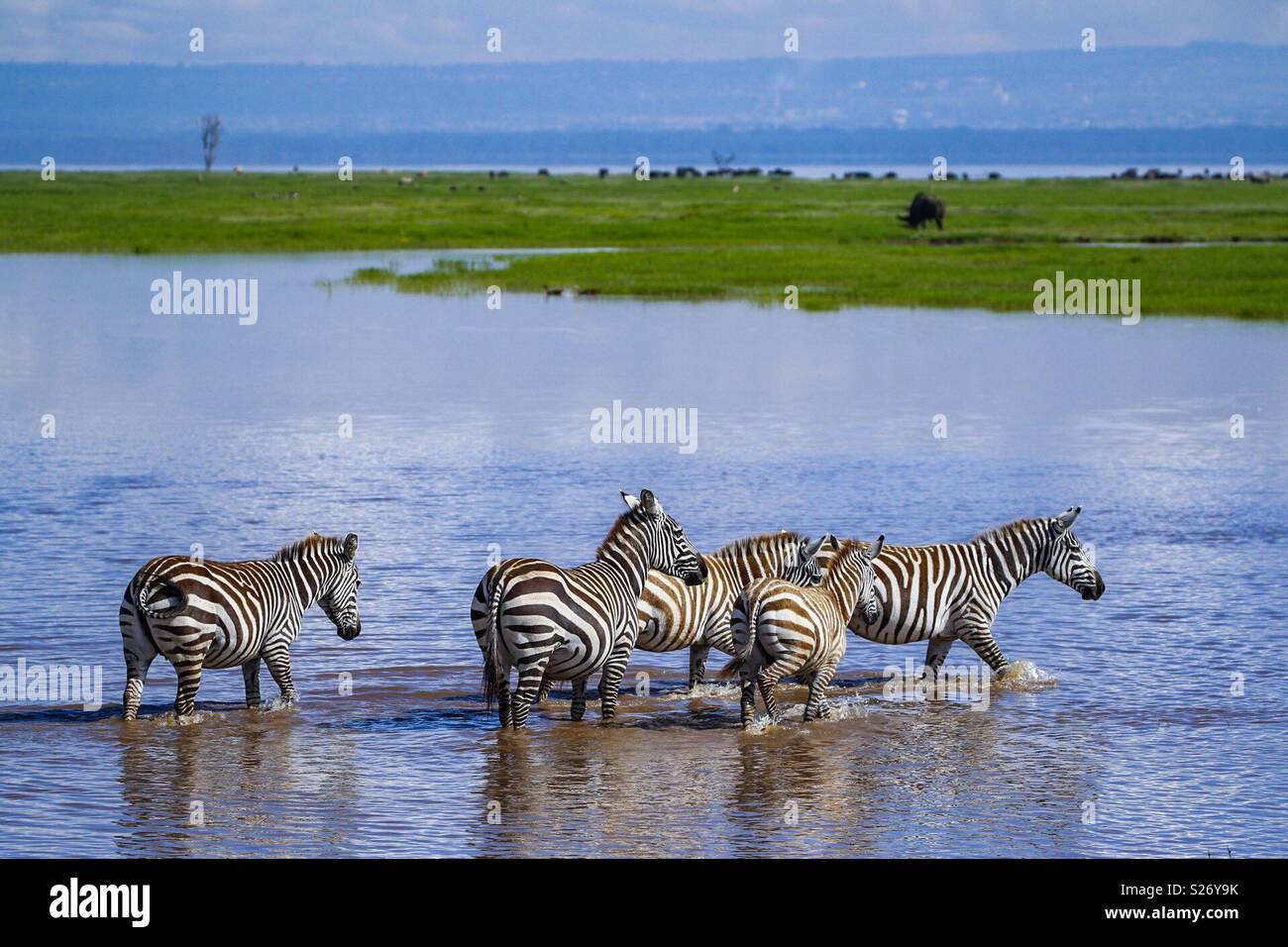 Zebra crossing a river, le lac Nakuru, Kenya Banque D'Images