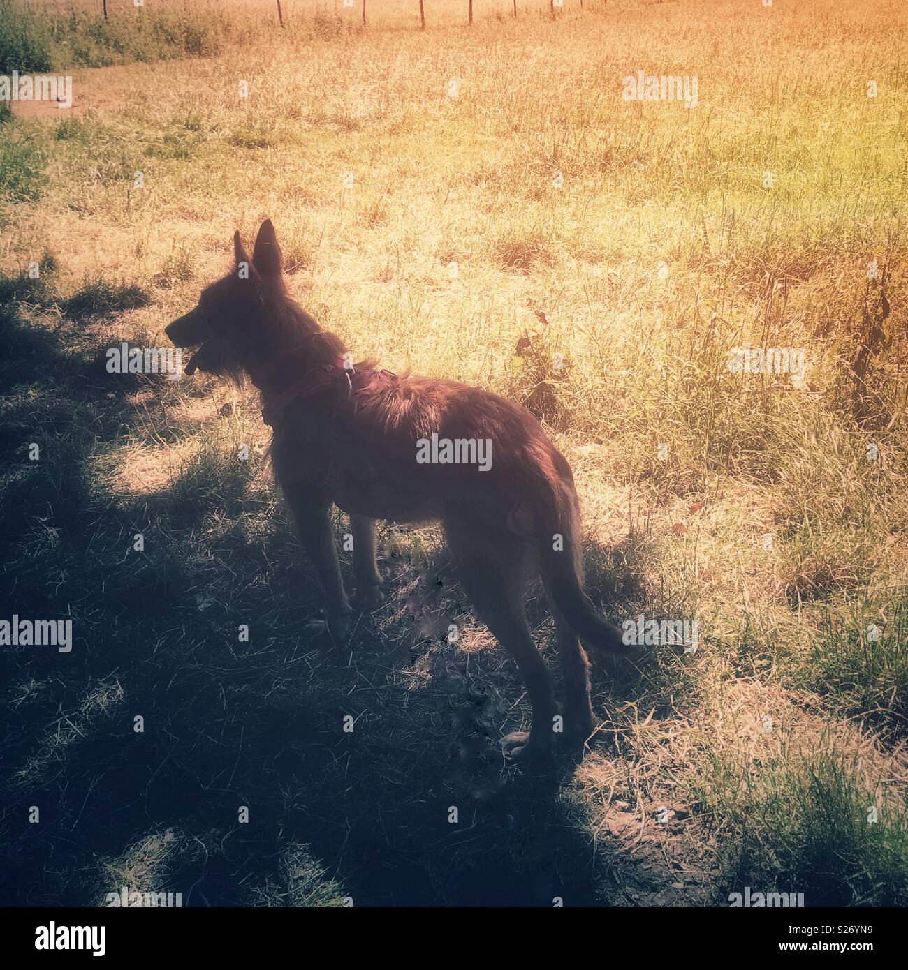 Chien avec sa langue, debout dans l'ombre d'un arbre par une chaude journée. - Image de stock capturée avec un smartphone