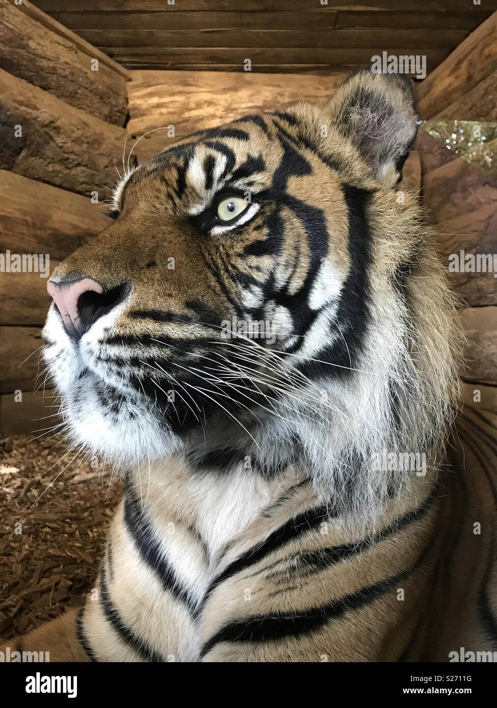 Close up d'un tigre au Zoo de Dudley. Banque D'Images