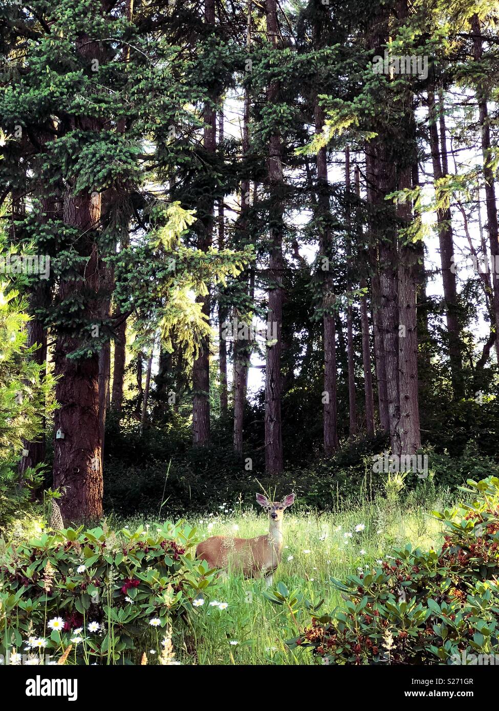 Un cerf debout dans des mauvaises herbes et fleurs sauvages à côté d'une forêt. Banque D'Images