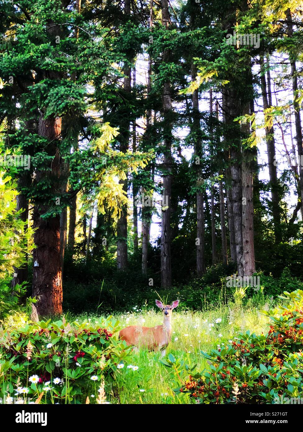 Un chevreuil dans un pré à côté d'une forêt. Banque D'Images