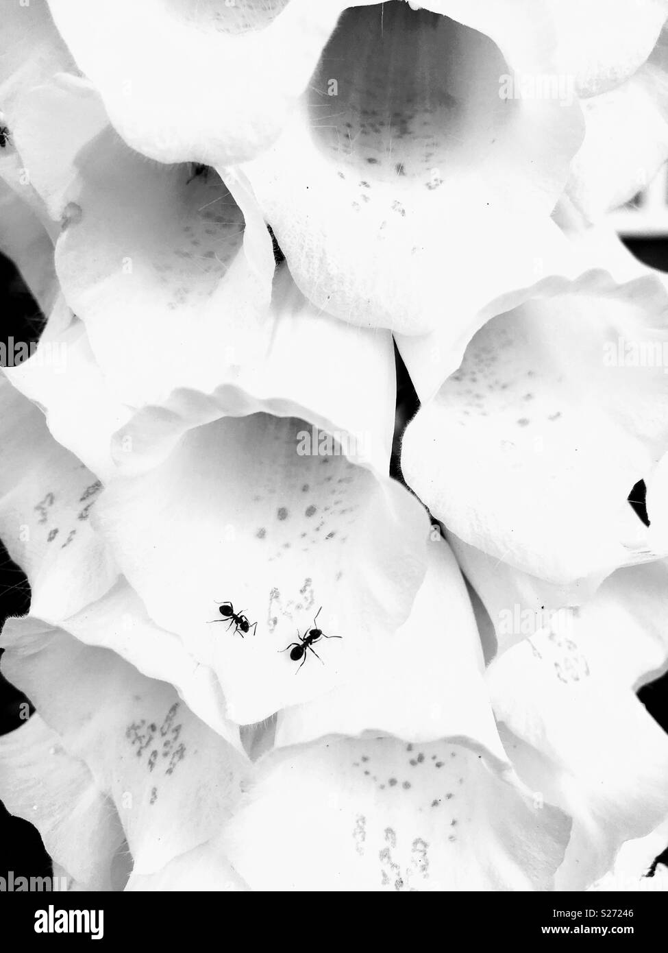 Les fourmis s'approprier une fleur blanche Banque D'Images