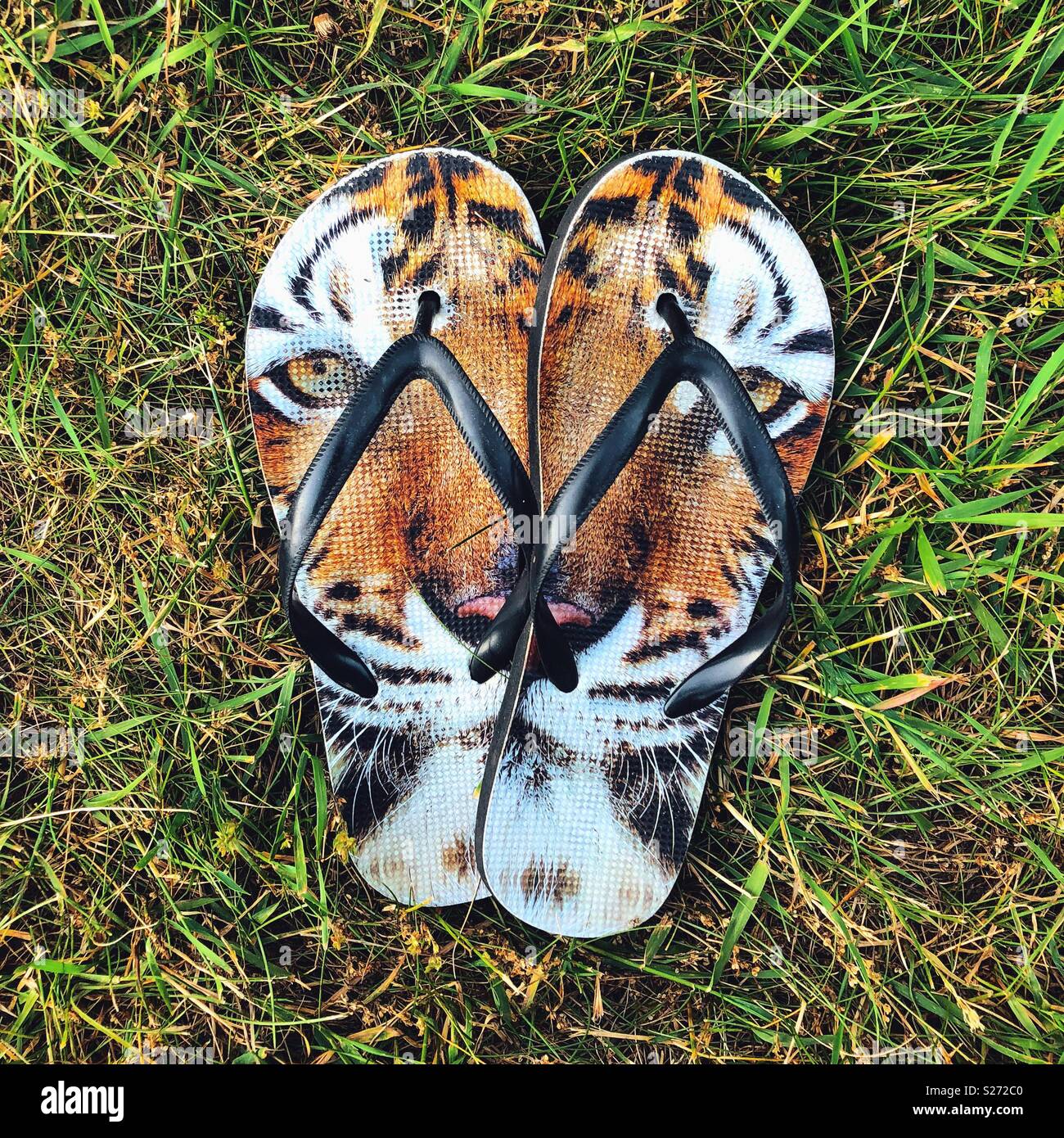 Flip flop sandals avec tiger design en herbe verte Banque D'Images