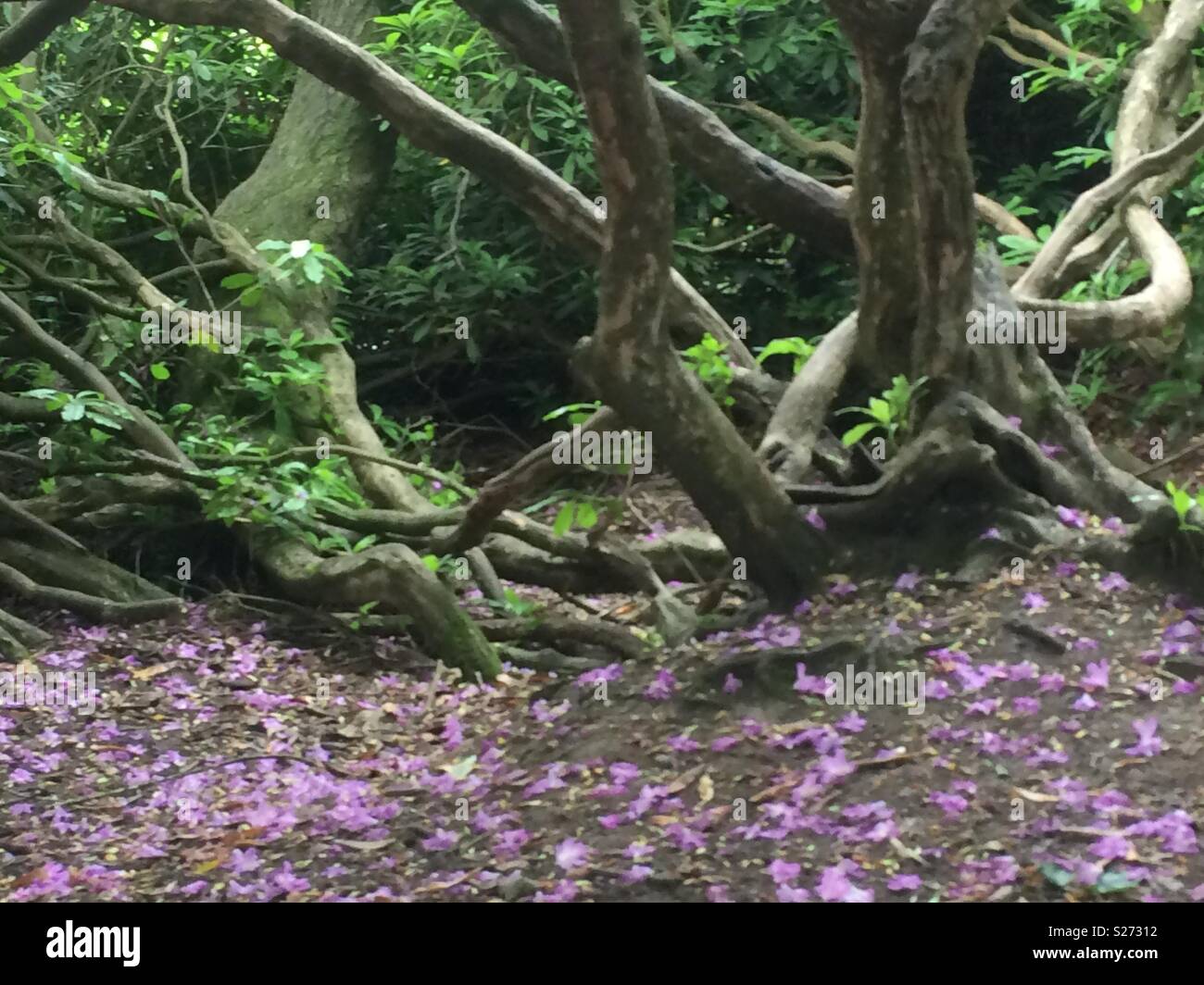 Les arbres tordus et un tapis de pétales Banque D'Images